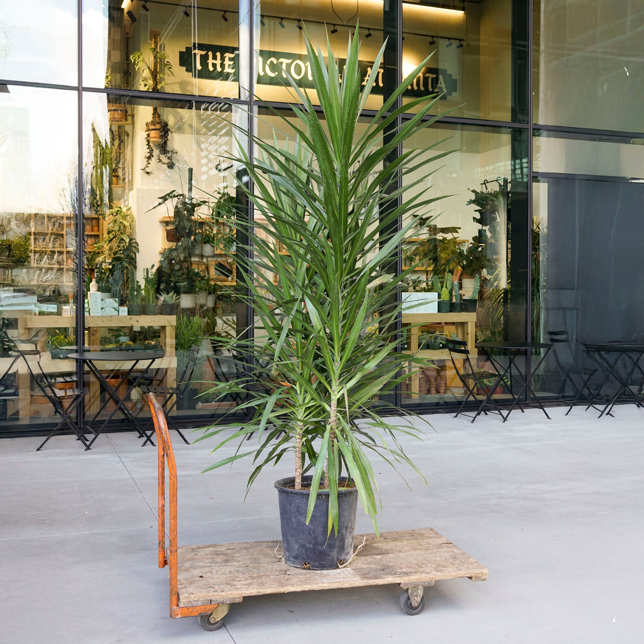 Dracaena marginata 'Tarzan'