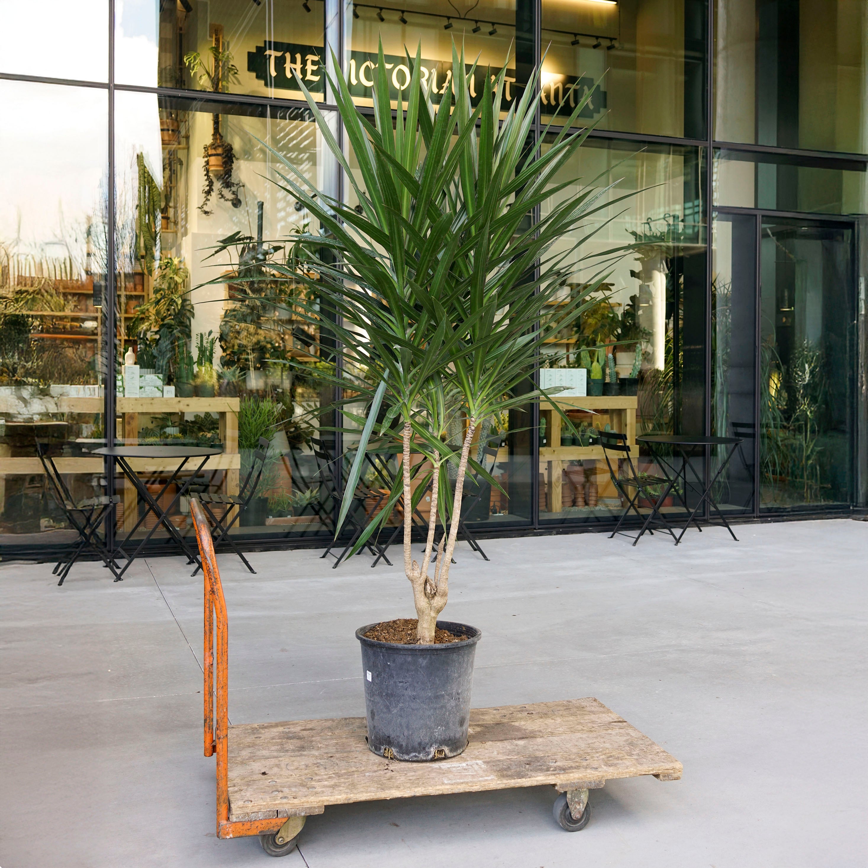 soil mix for dracaena marginata Dracaena marginata 'Tarzan' – The Victorian Atlanta