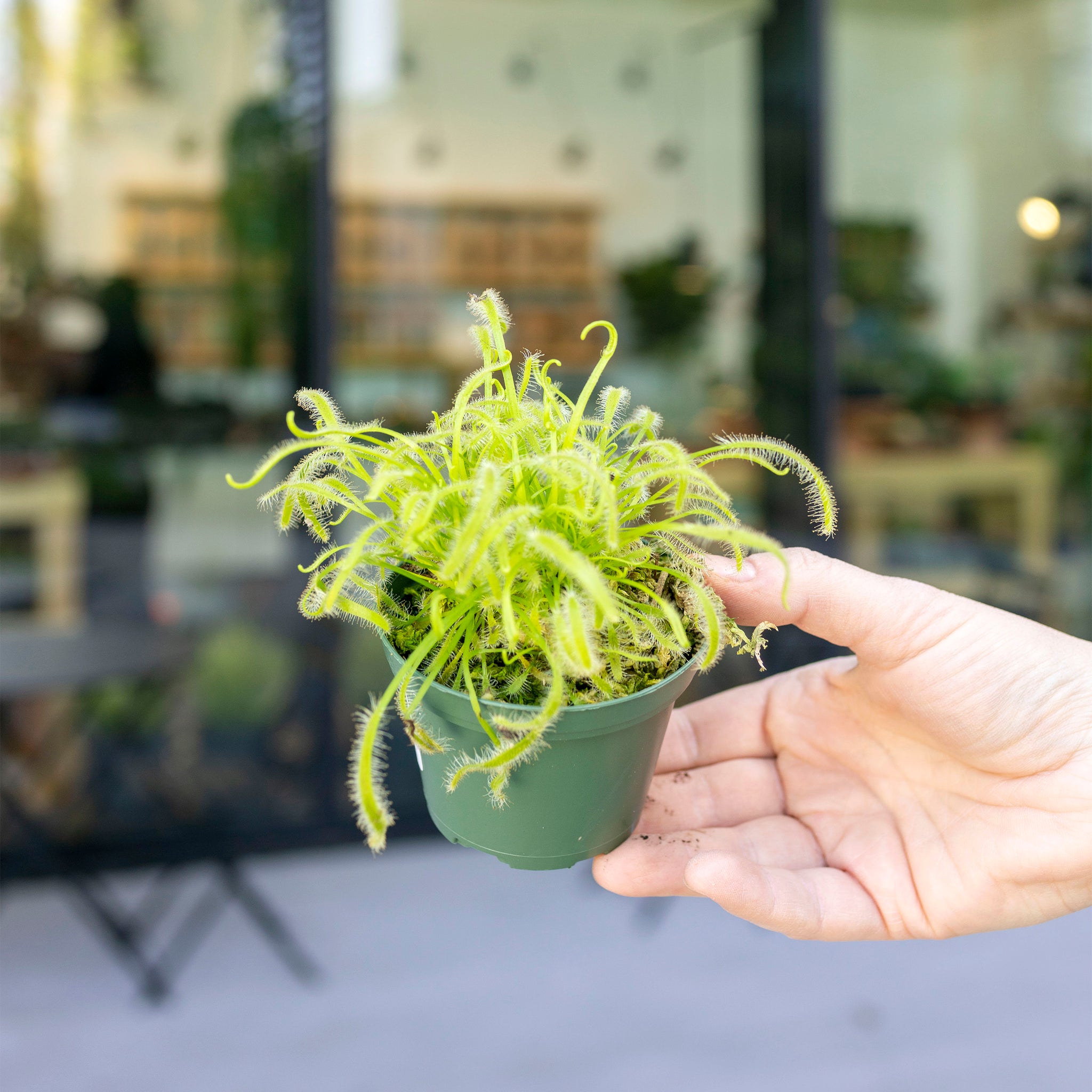 Drosera capensis 'Sundew'