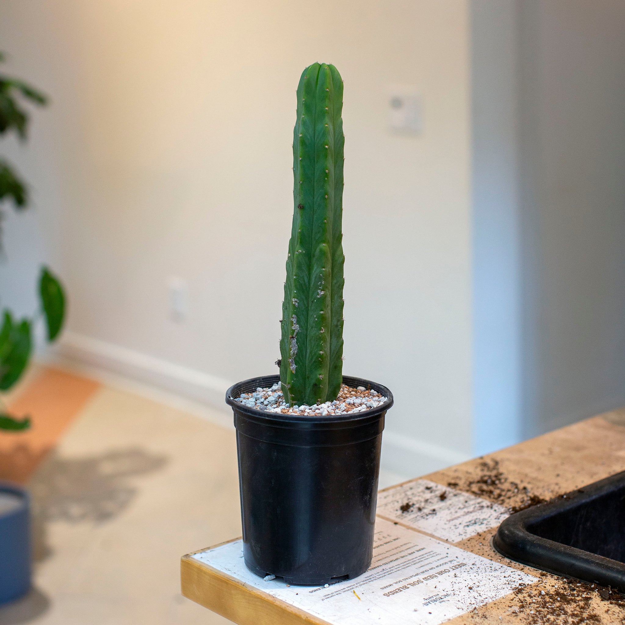 Echinopsis pachanoi (San Pedro Cactus)