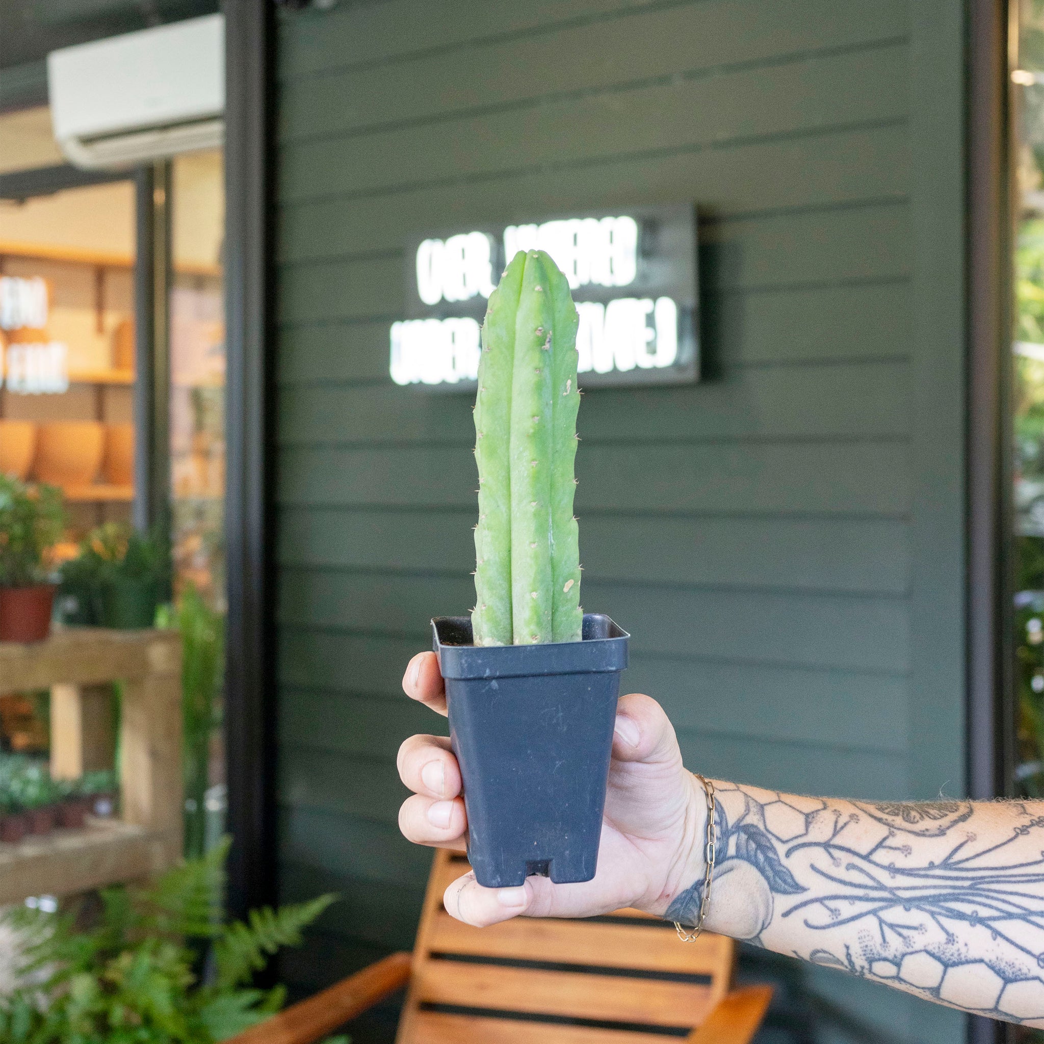 Echinopsis pachanoi (San Pedro Cactus)