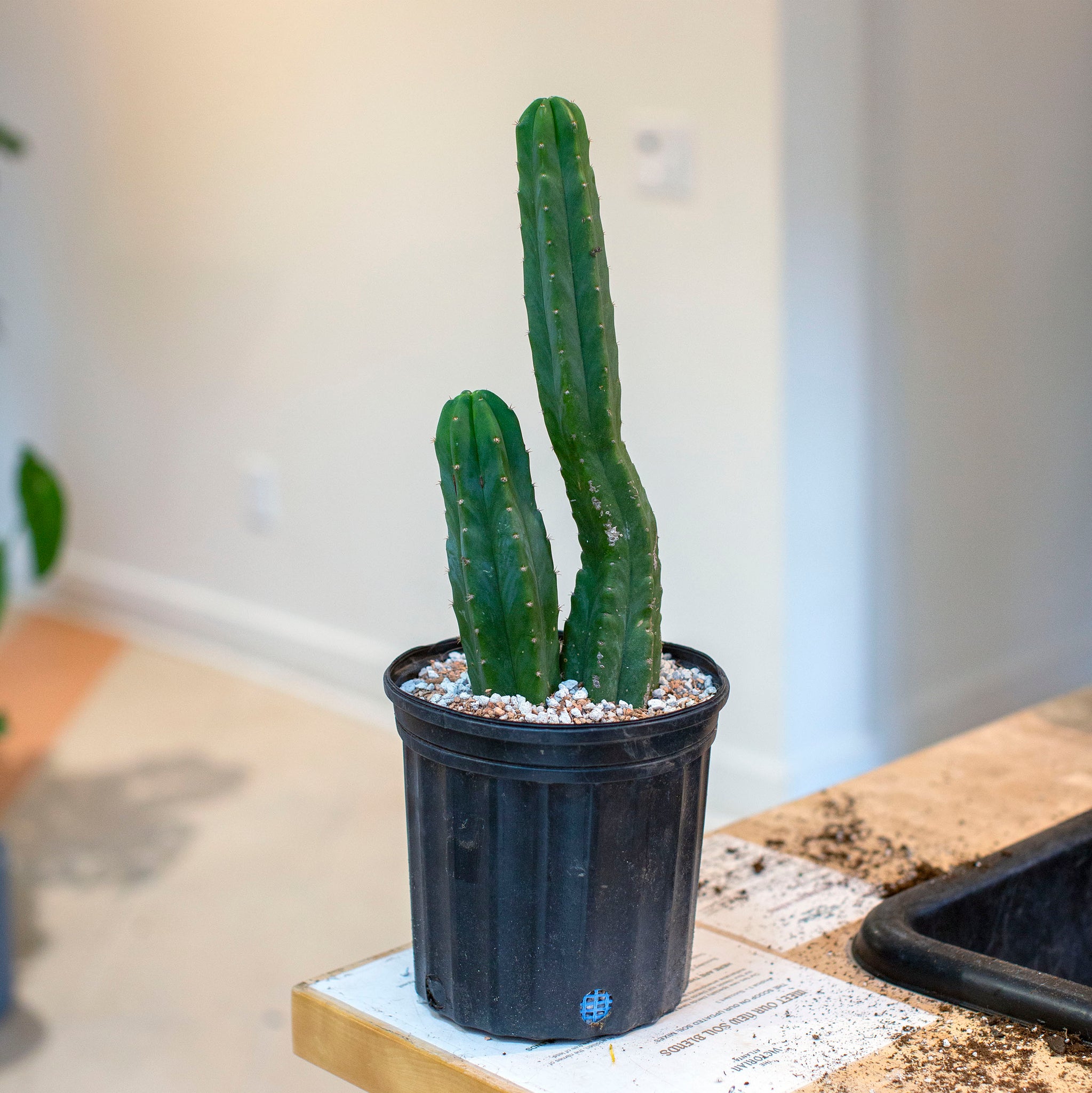 Echinopsis pachanoi (San Pedro Cactus)