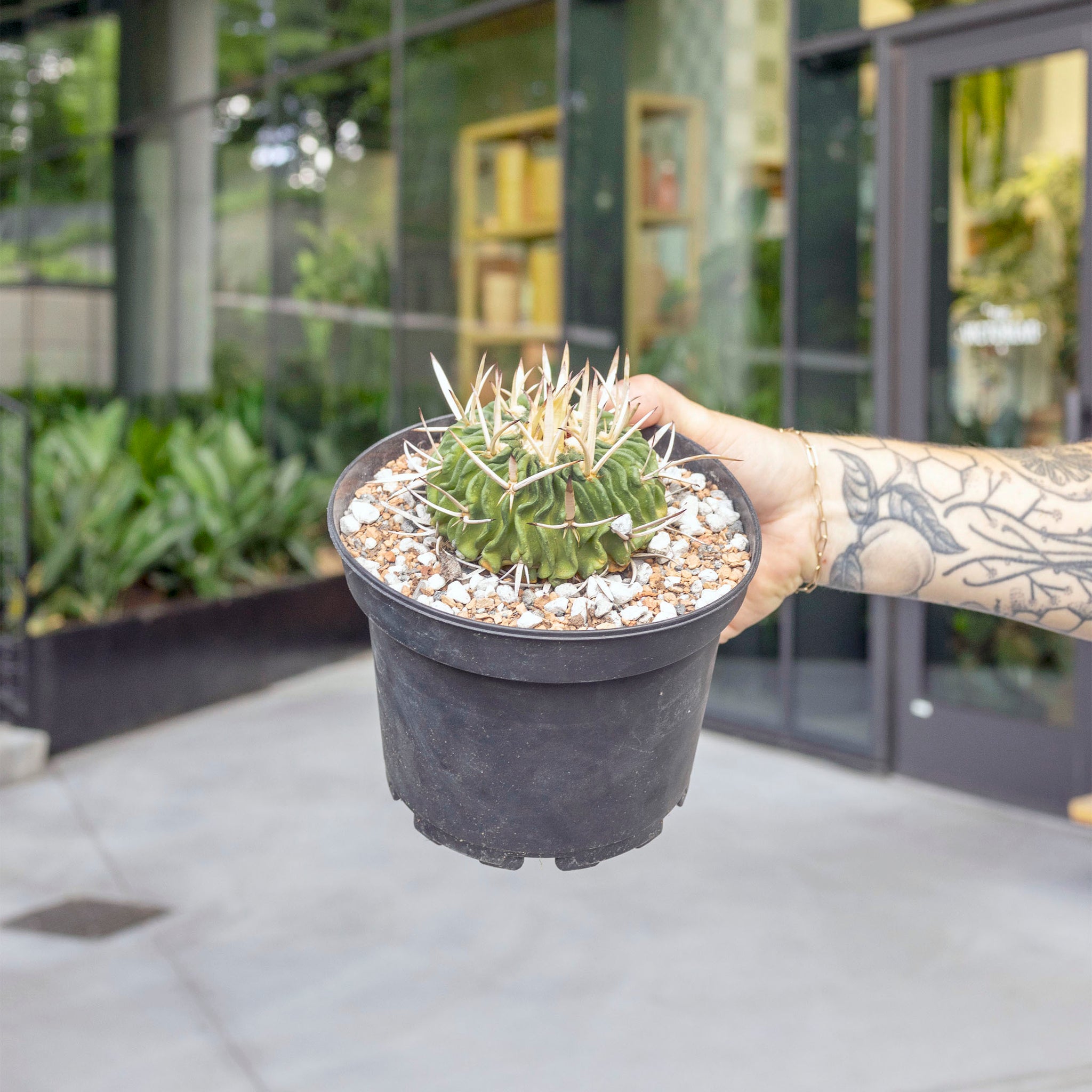 Echinofossulocactus anfractuosus