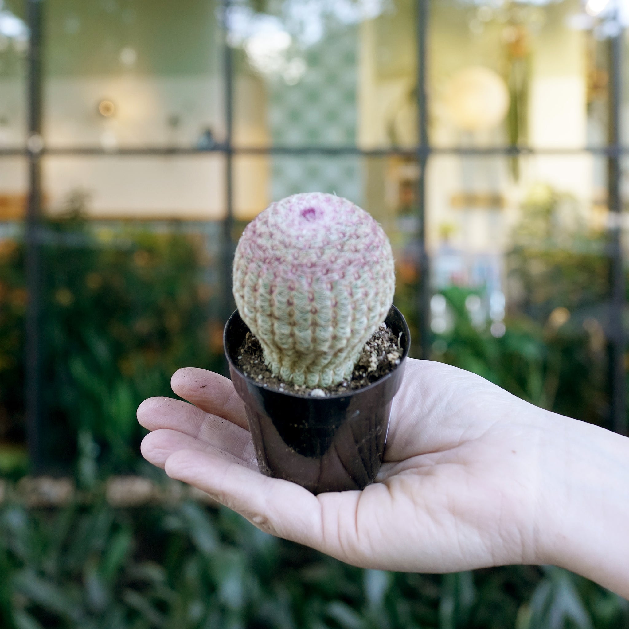 Echinocereus rigidissimus rubrispinus (Rainbow Hedgehog Cactus)