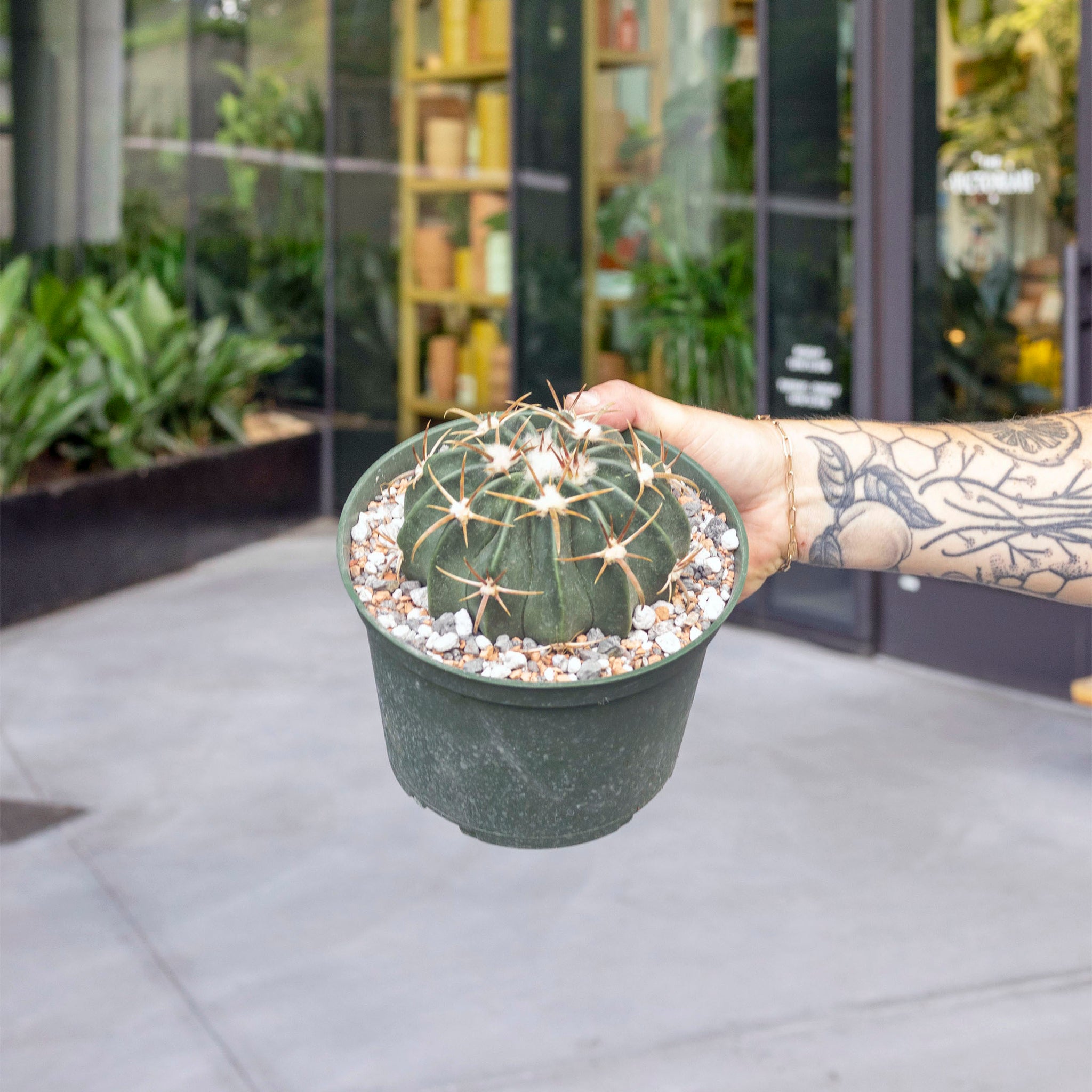 Echinocactus texensis