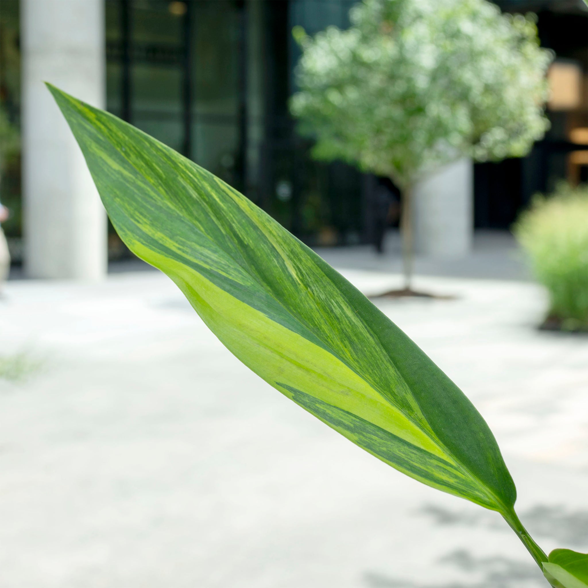 Epipremnum amplissimum (variegated)