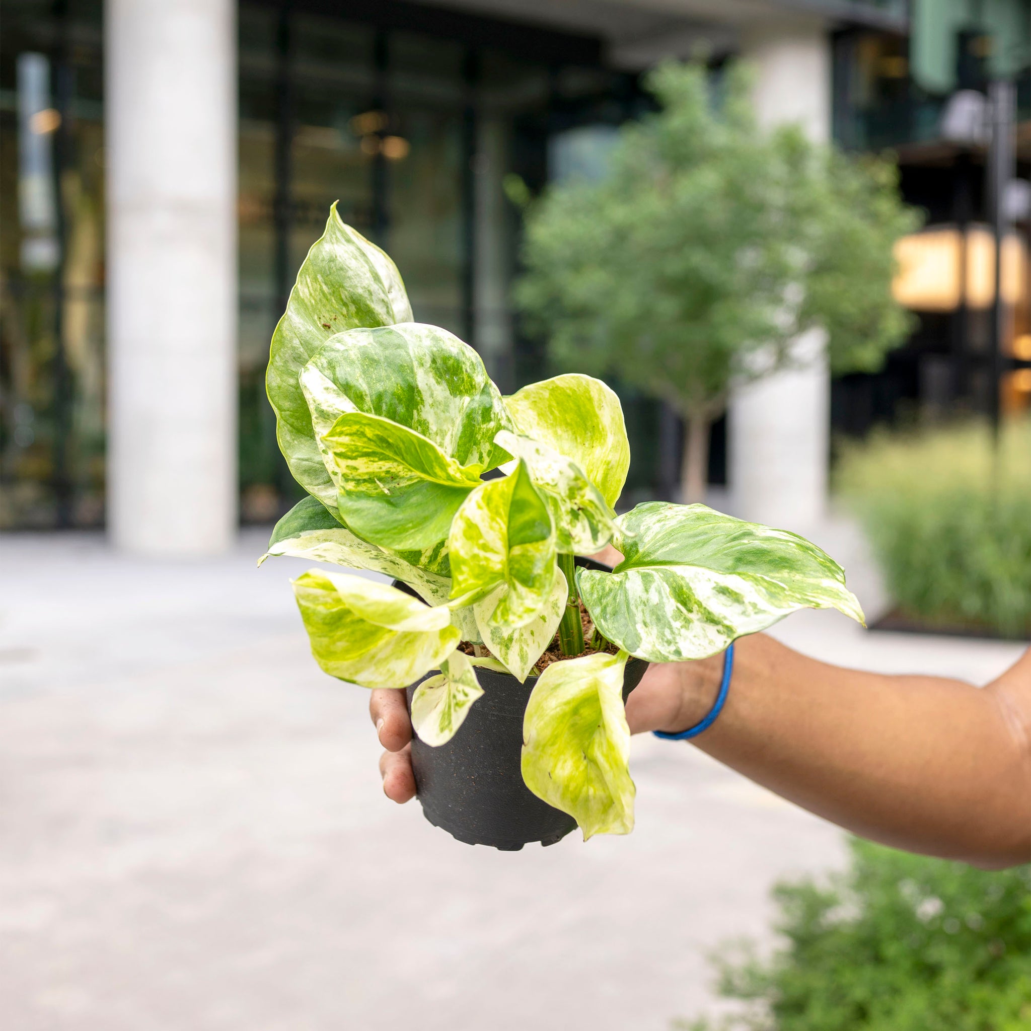 Epipremnum aureum 'Manjula'