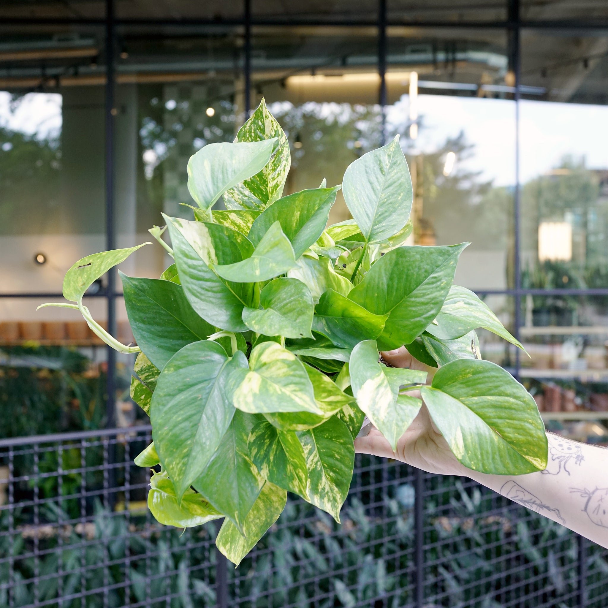 Epipremnum aureum 'Hawaiian Pothos'