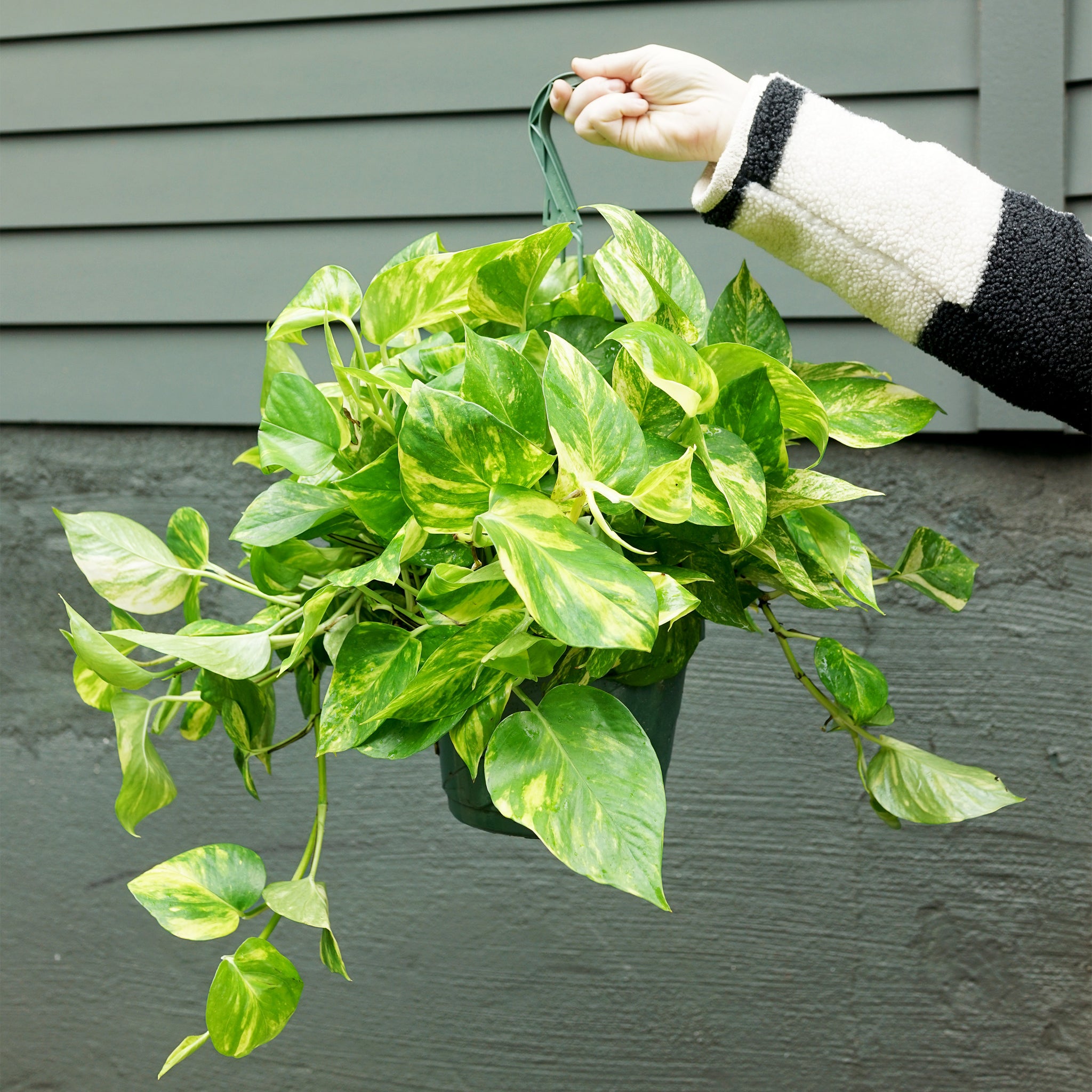 Epipremnum aureum 'Hawaiian Pothos'