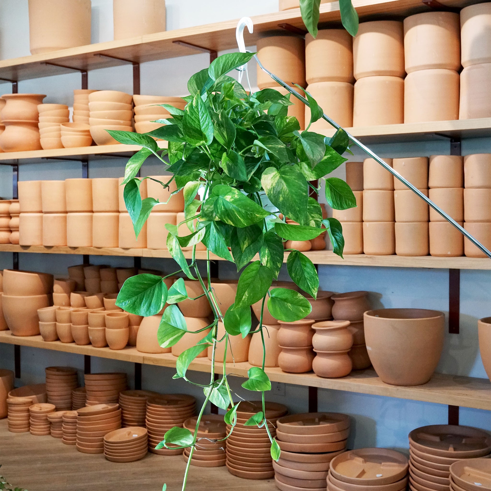 Epipremnum aureum 'Hawaiian Pothos'