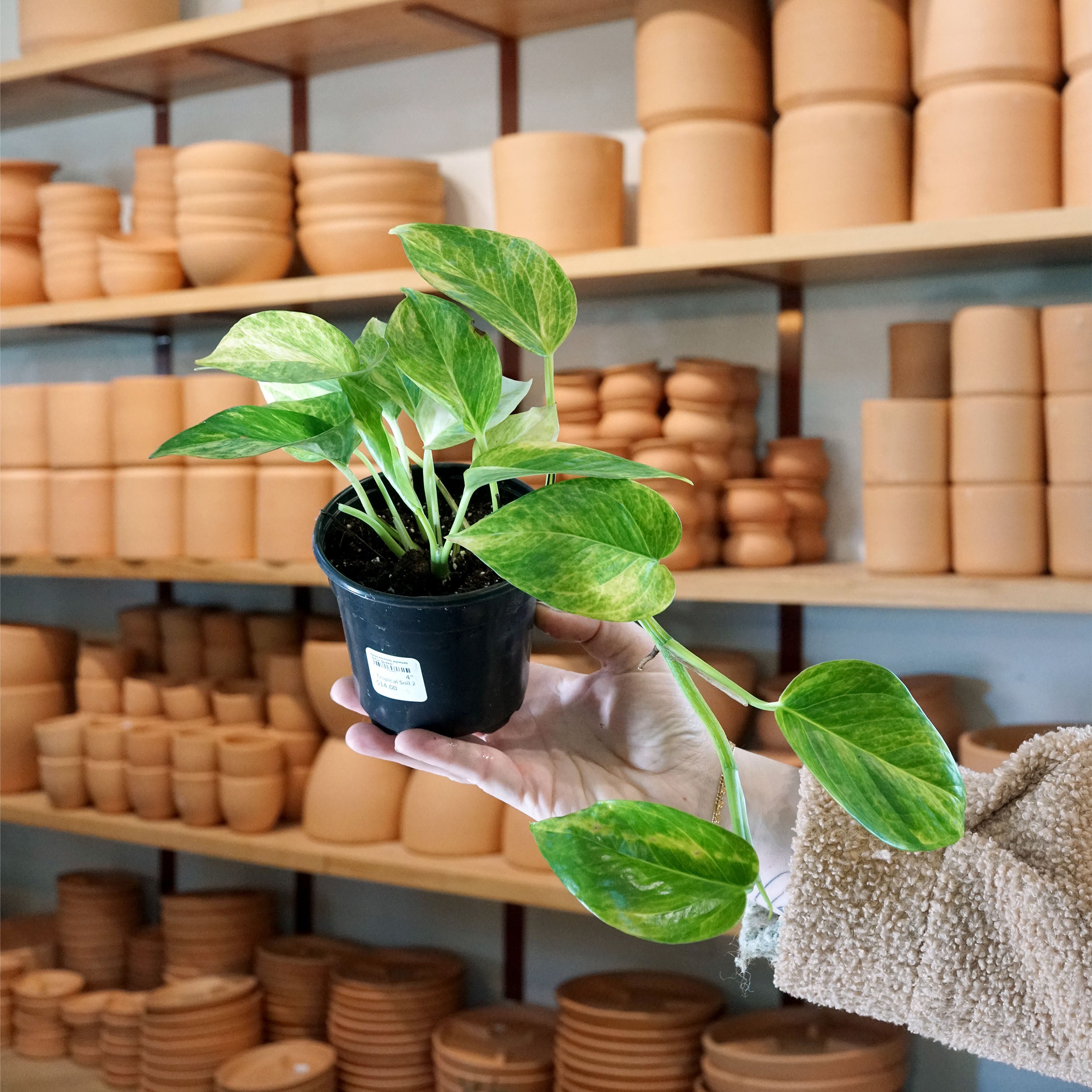30 45cm marble queen pothos epipremnum in hanging 15cm pot Epipremnum aureum 'Marble Queen' – The Victorian Atlanta
