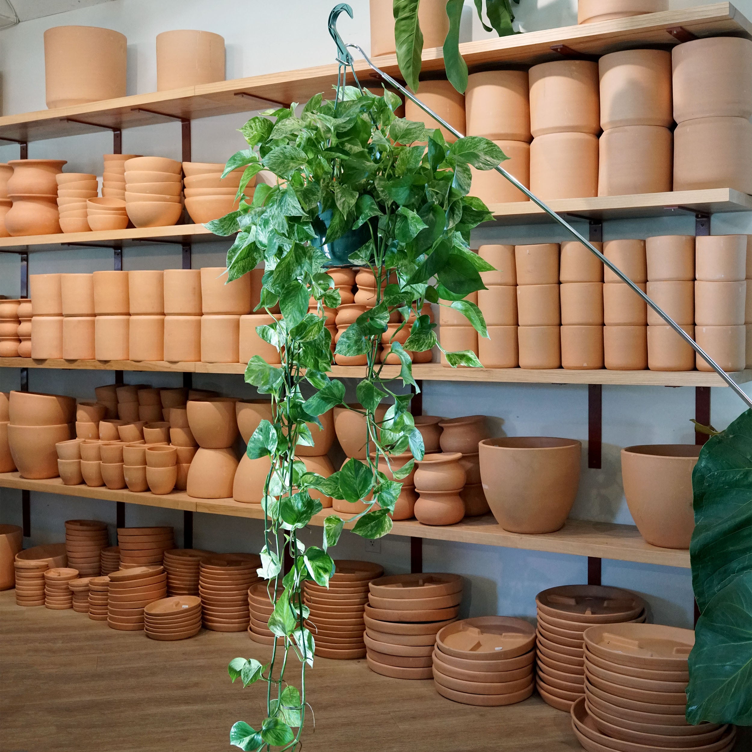 30 45cm marble queen pothos epipremnum in hanging 15cm pot Epipremnum aureum 'Marble Queen' – The Victorian Atlanta