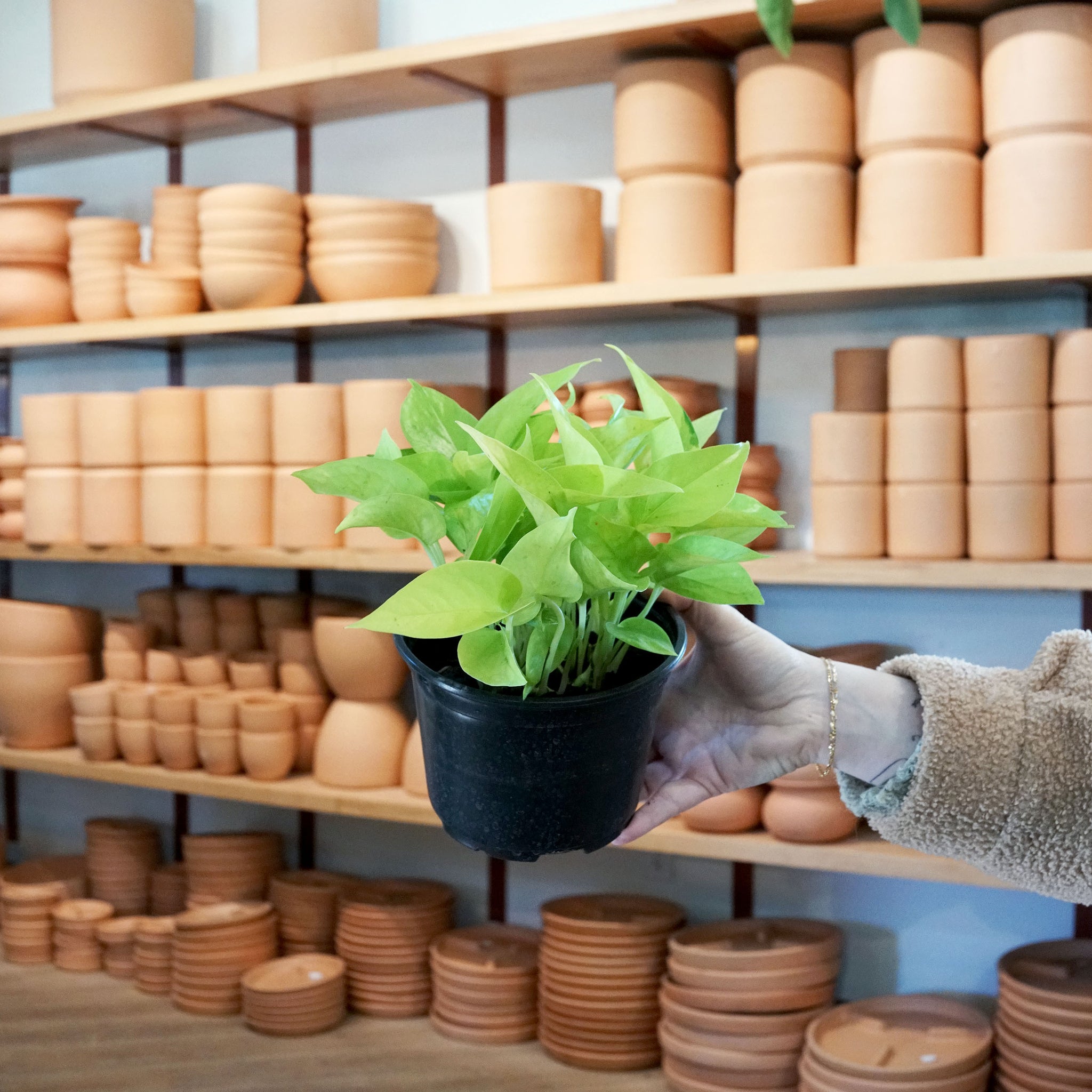 pothos in clay pot Epipremnum aureum 'Neon Pothos' – The Victorian Atlanta