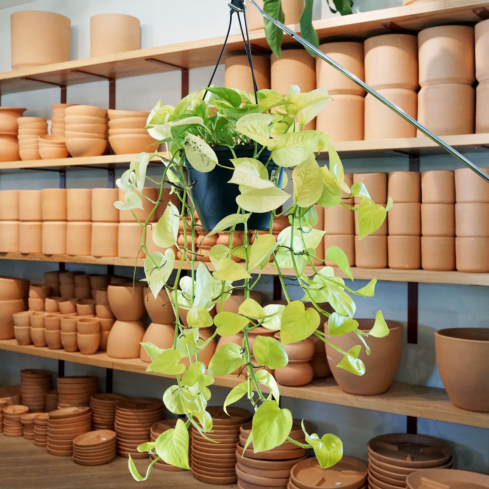 Epipremnum aureum 'Neon Pothos'