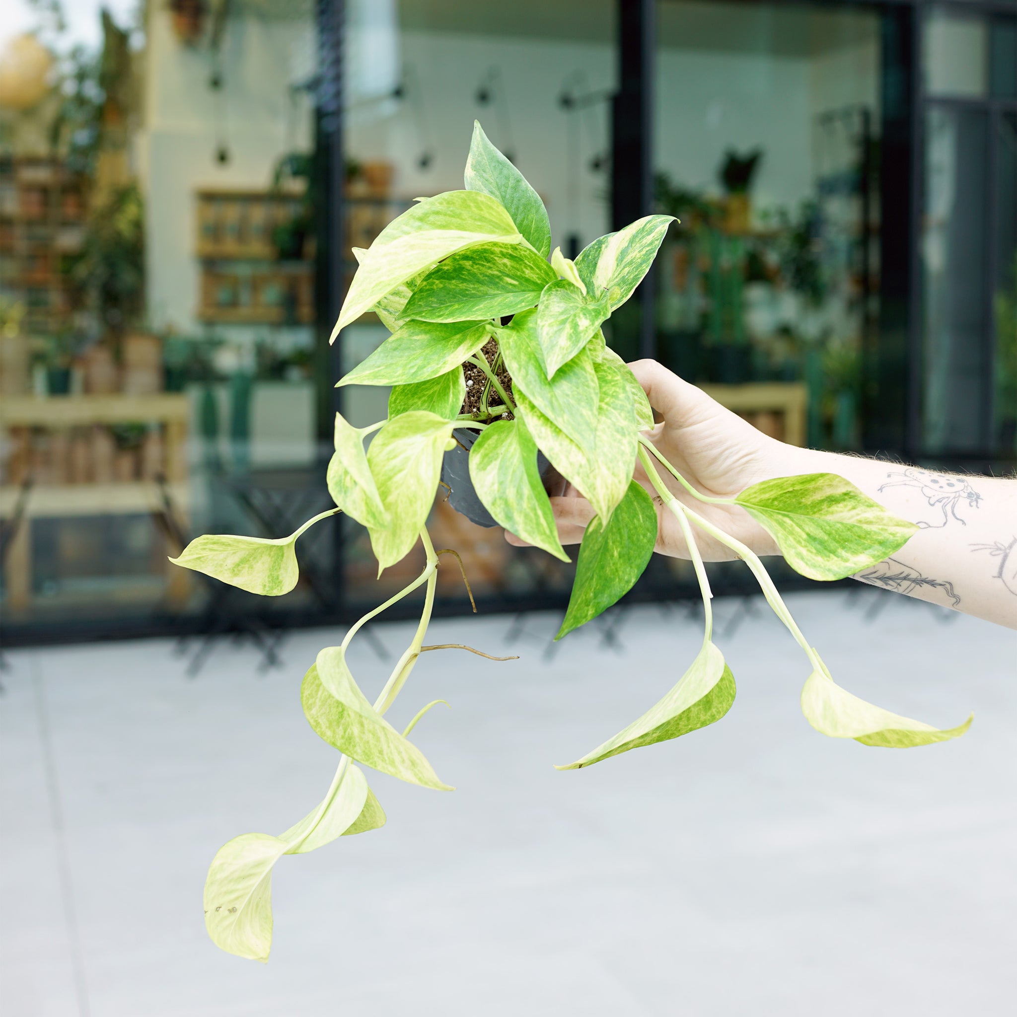 Epipremnum aureum 'Neon Queen'