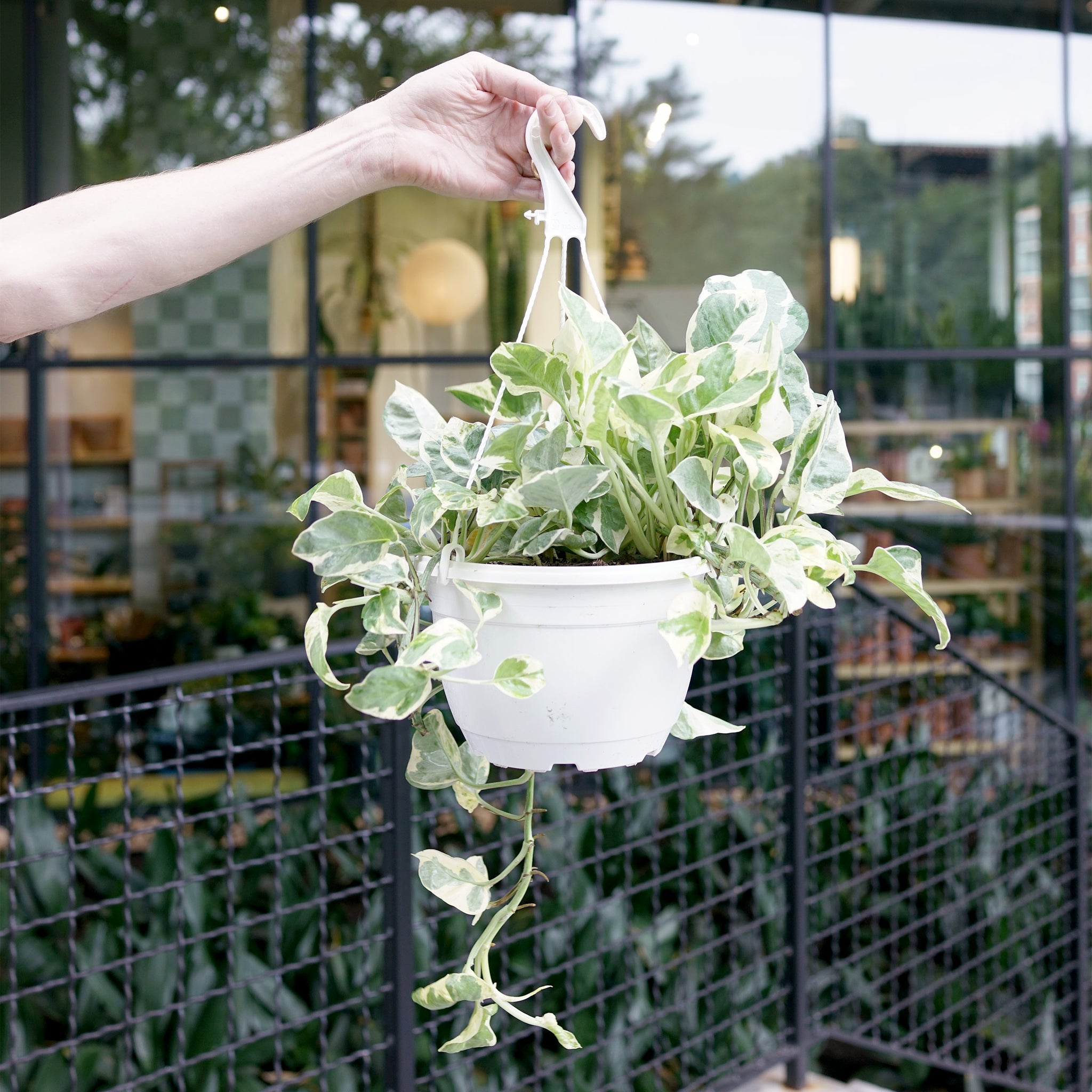 Epipremnum aureum 'Pearls and Jade'