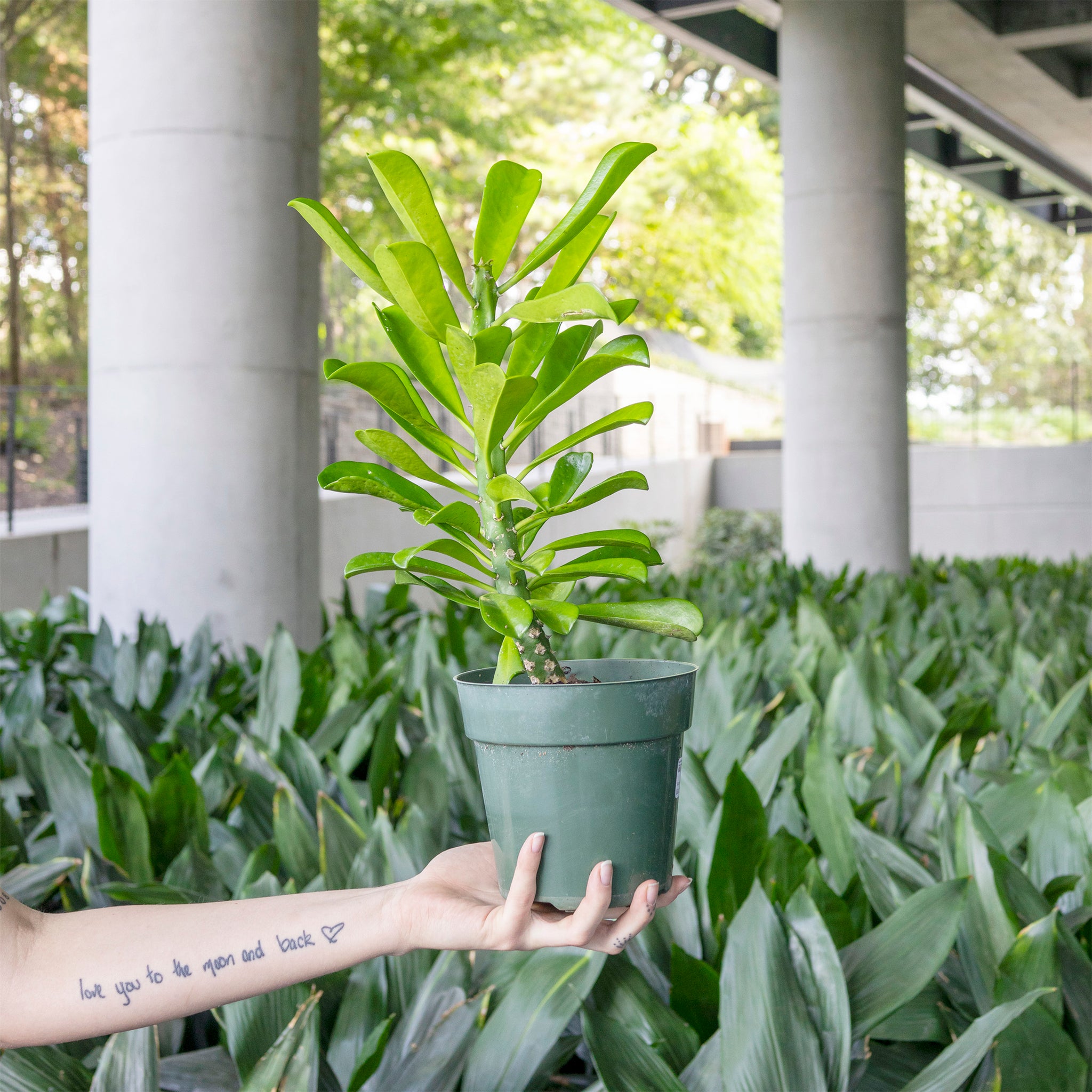 Euphorbia drupifera 'Green Giant'