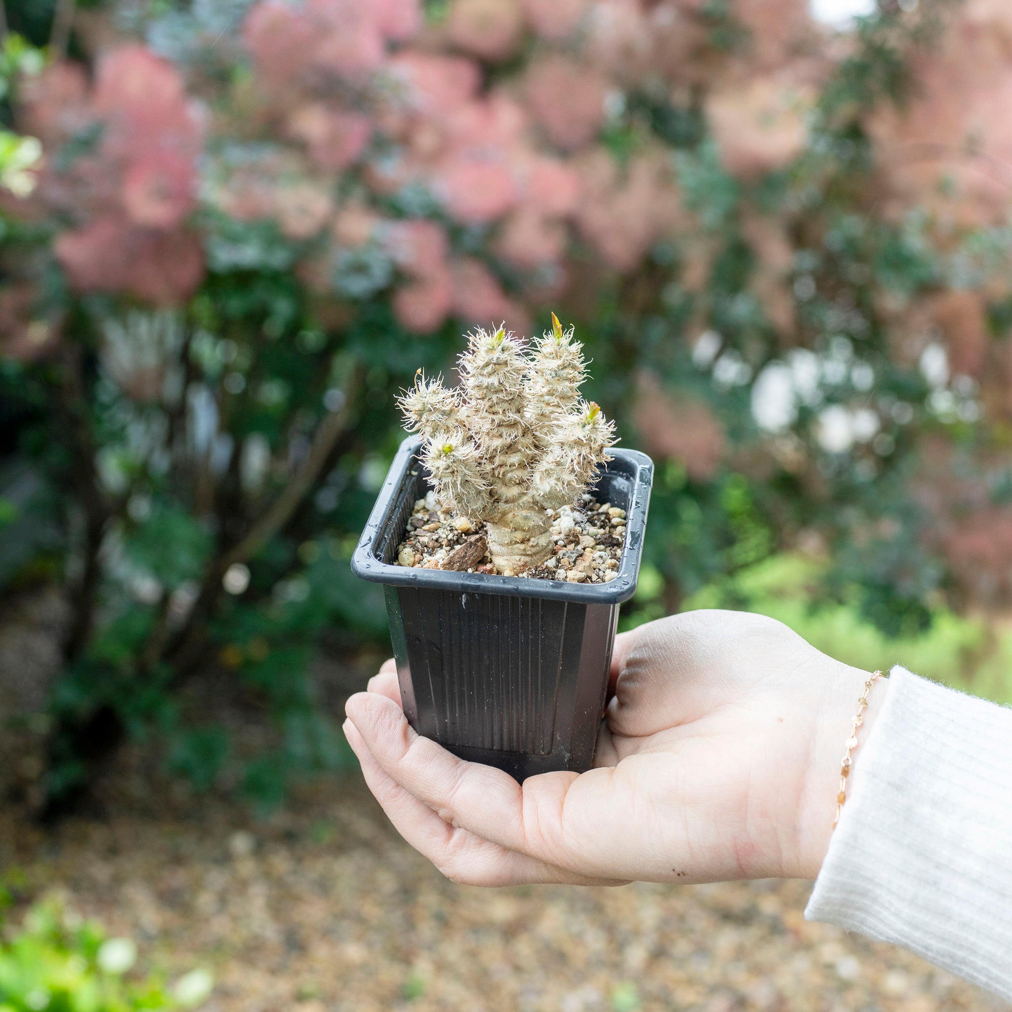 thai succulents Euphorbia francoisii