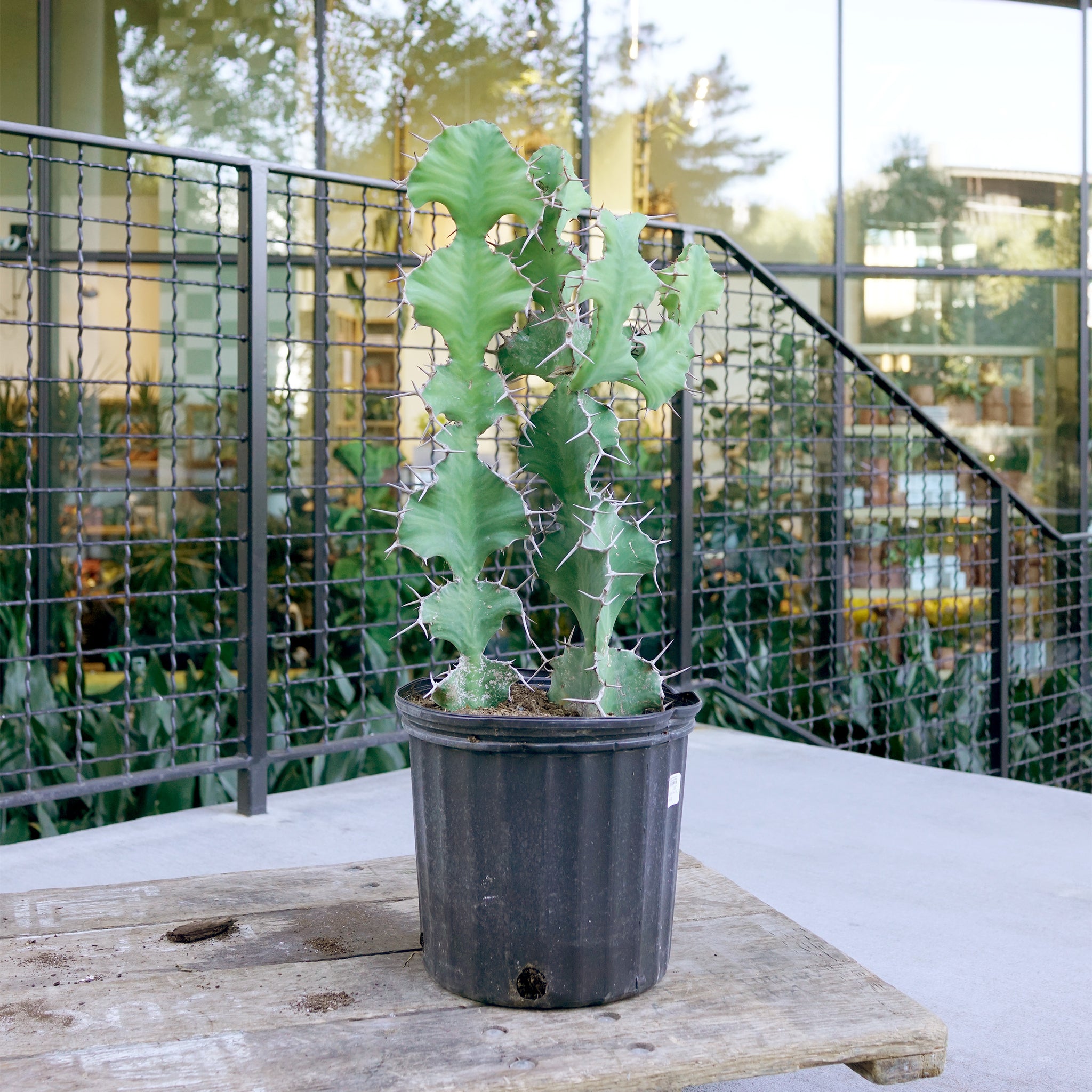 Euphorbia grandicornis (Cow's Horn Euphorbia)