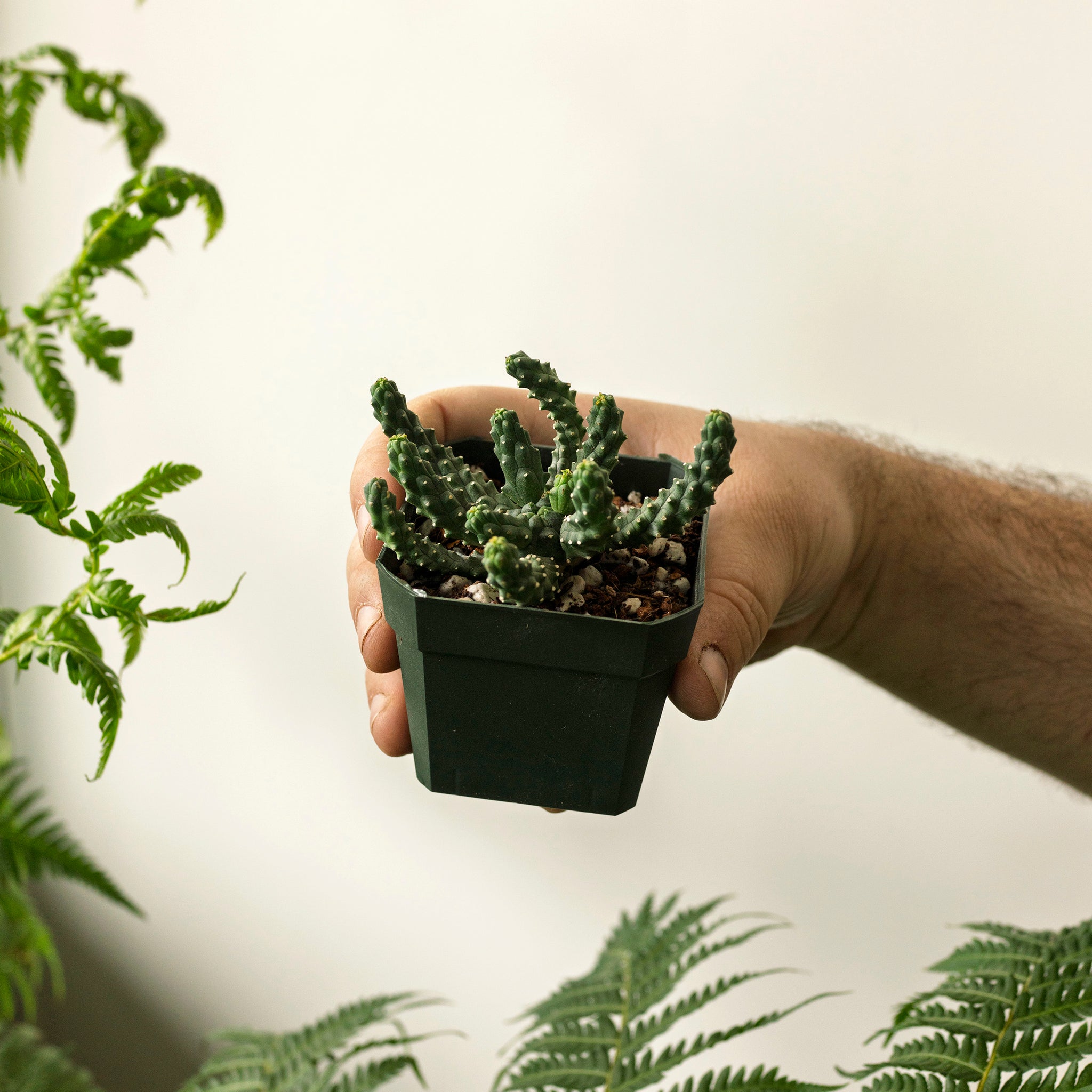 Euphorbia inermis