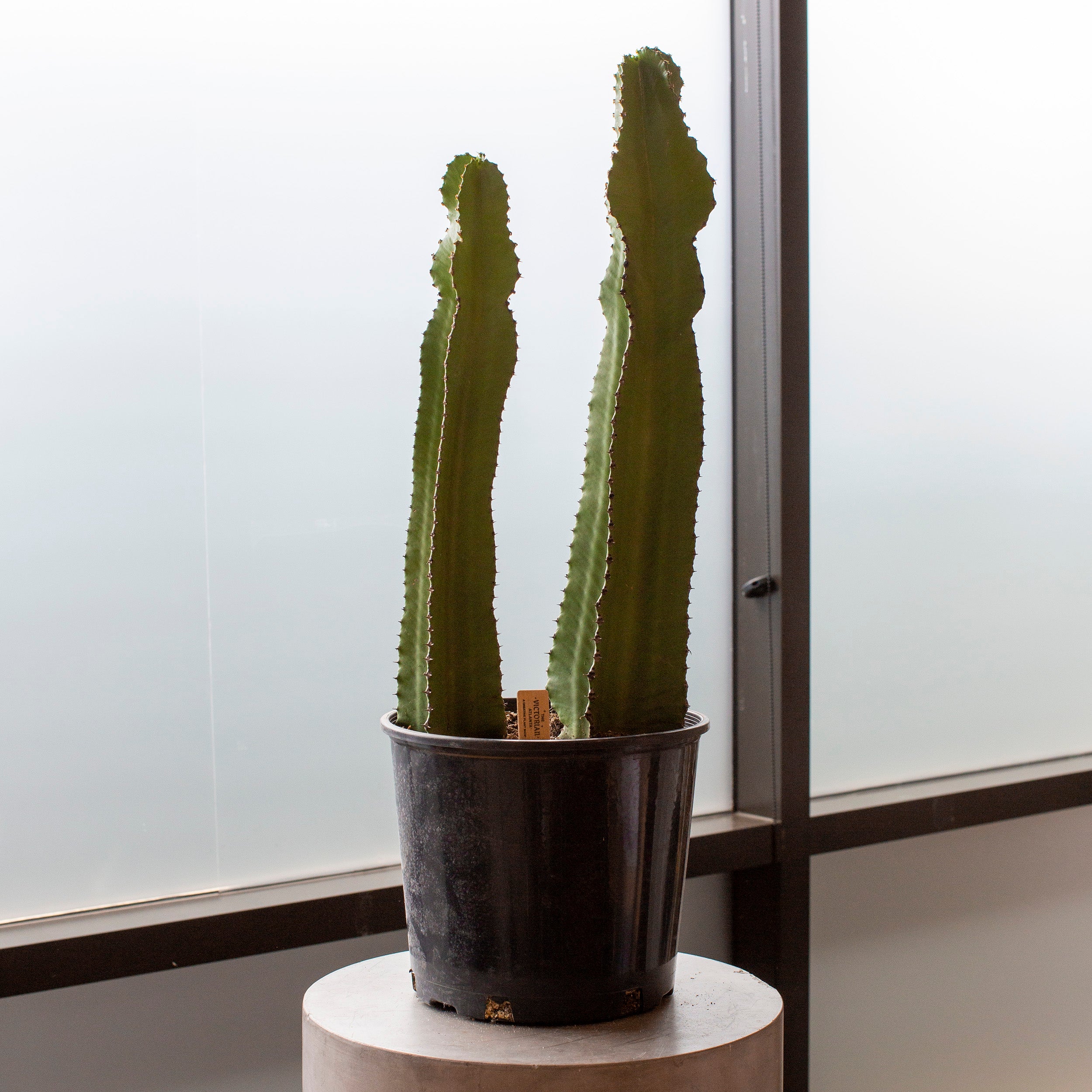 Euphorbia ingens – The Victorian Atlanta