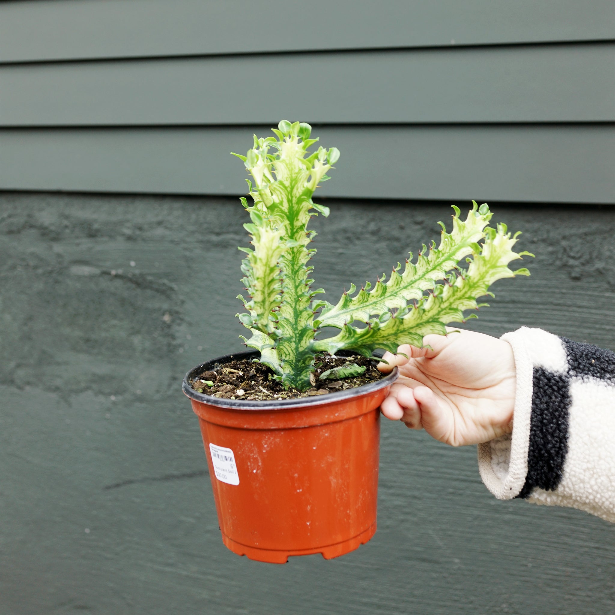 Euphorbia mayurnathanii 'Variegata'