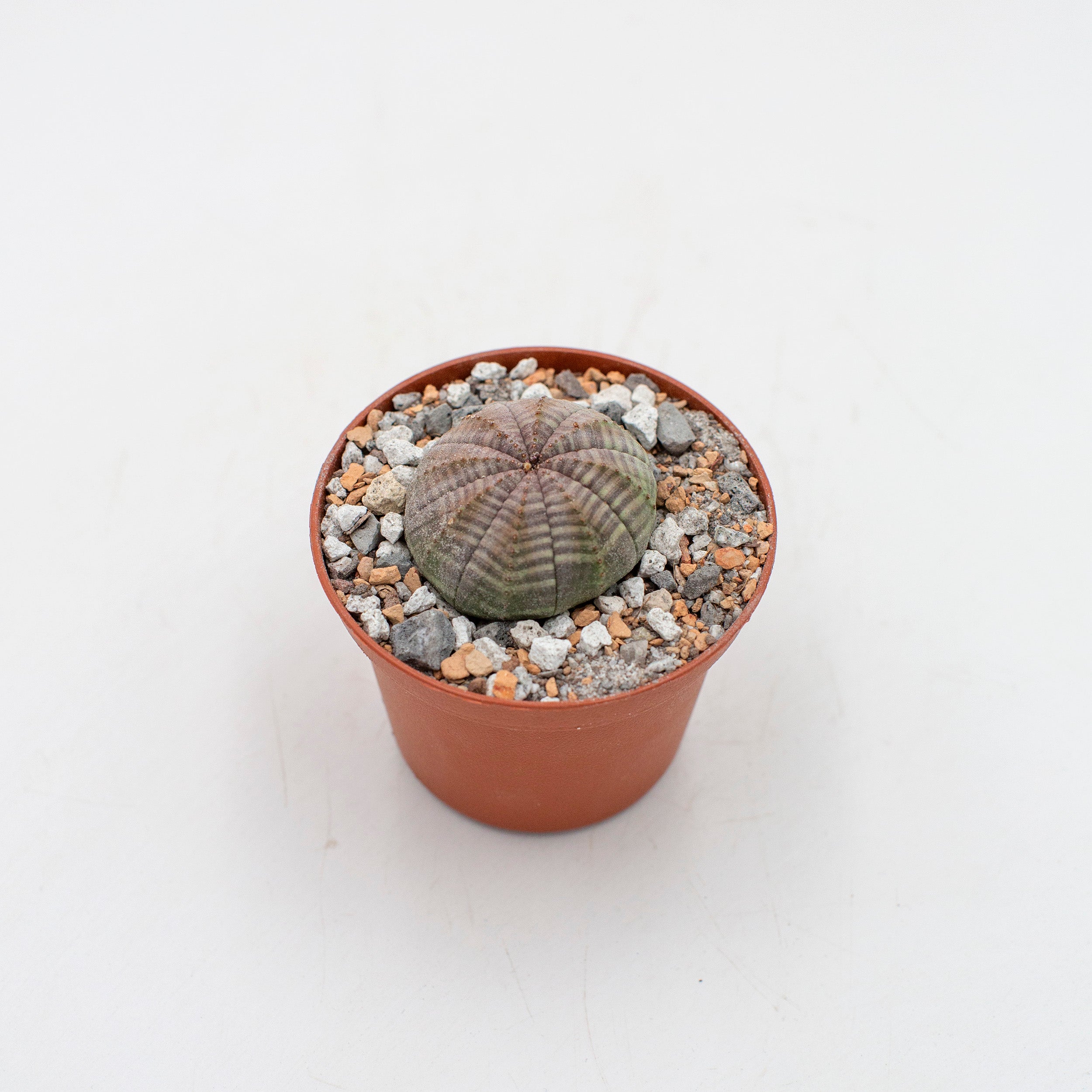 現地株　Euphorbia globosa 発根済　鉢のまま発送　コーデックス Euphorbia obesa – The Victorian Atlanta