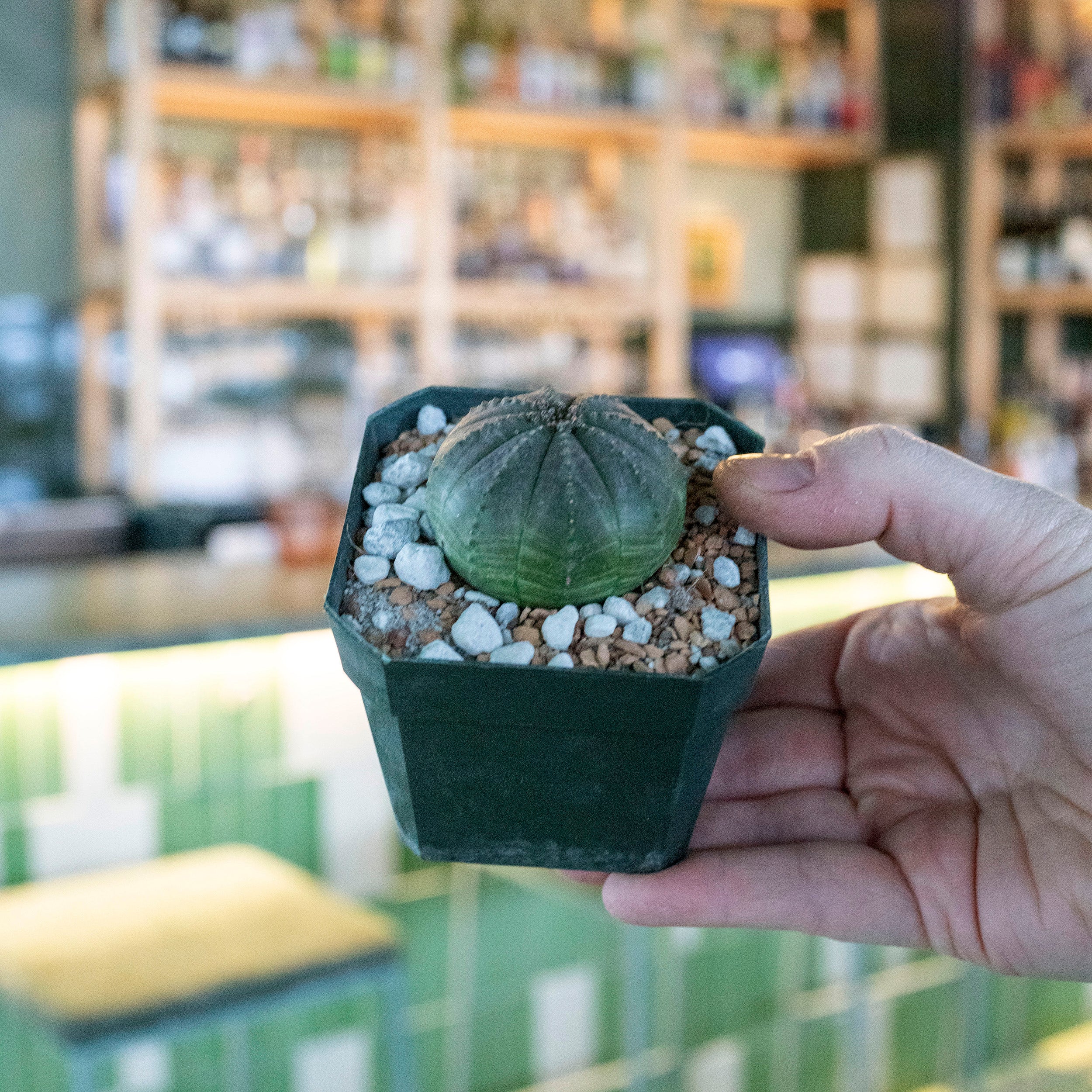 現地株　Euphorbia globosa 発根済　鉢のまま発送　コーデックス Euphorbia obesa – The Victorian Atlanta