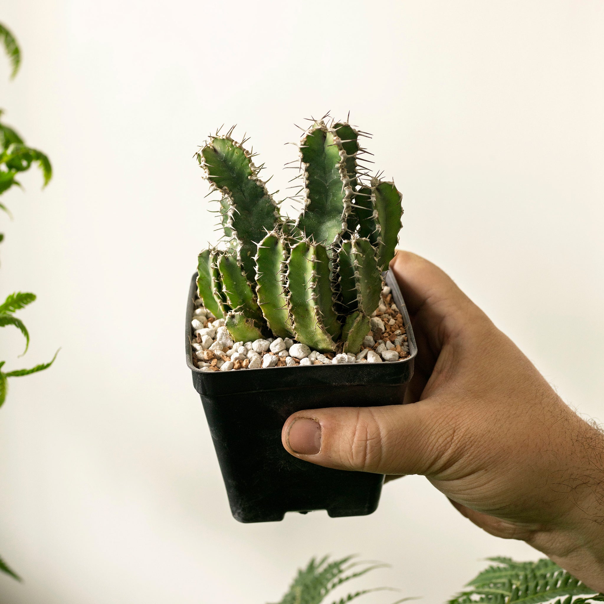 Euphorbia polyacantha