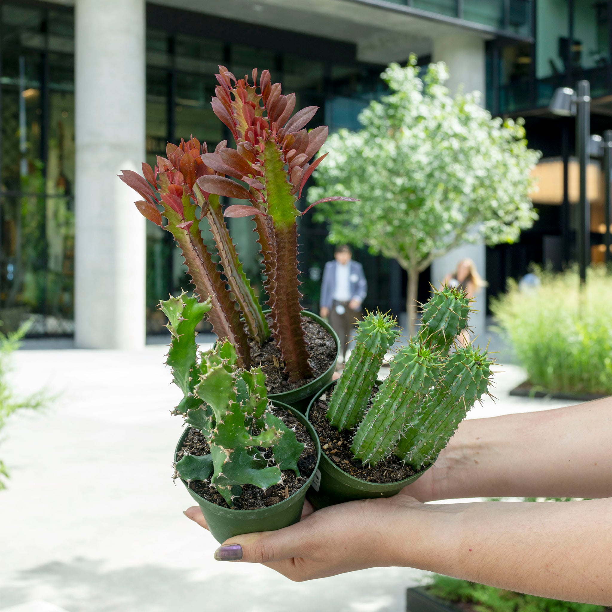 Euphorbia species variety