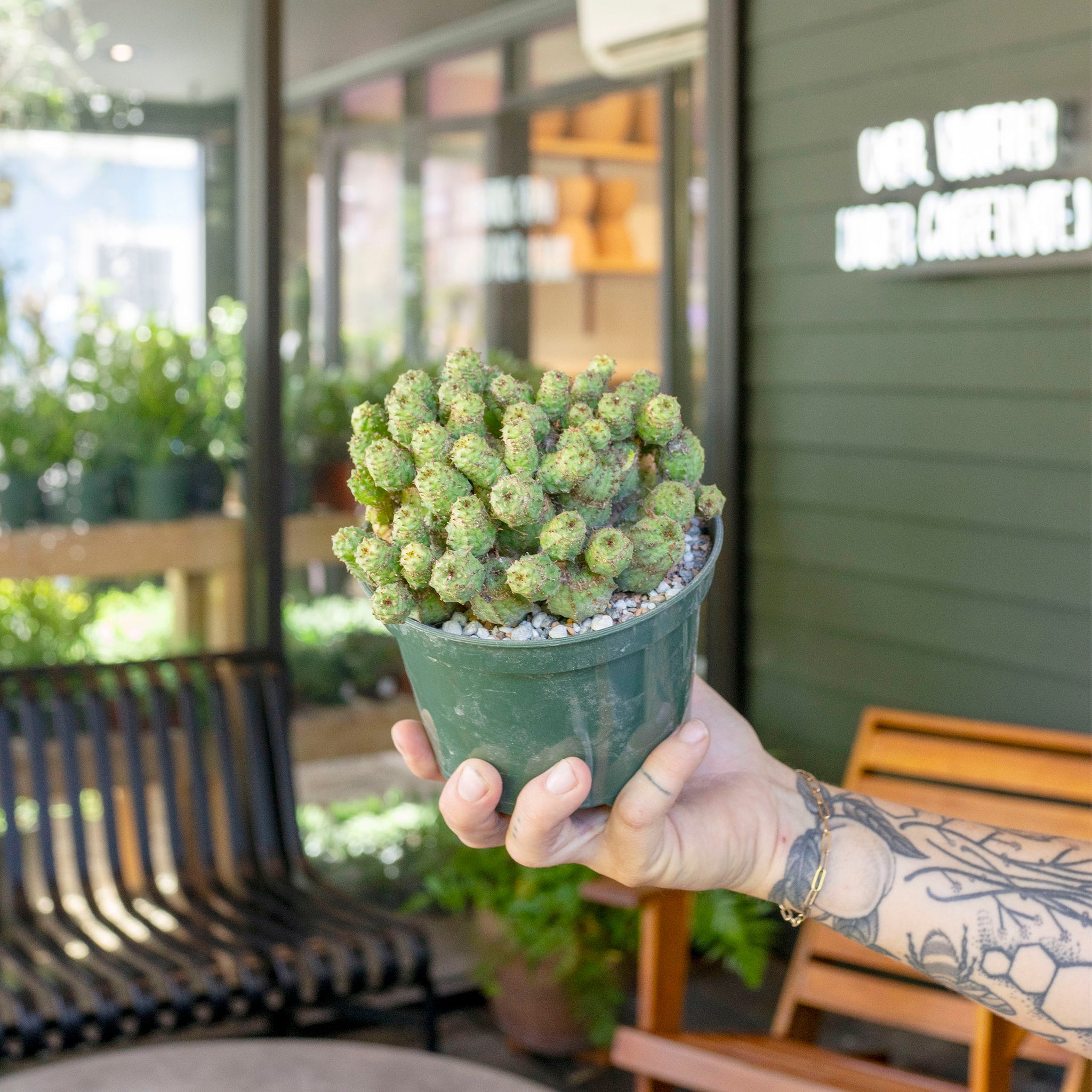Euphorbia submammillaris