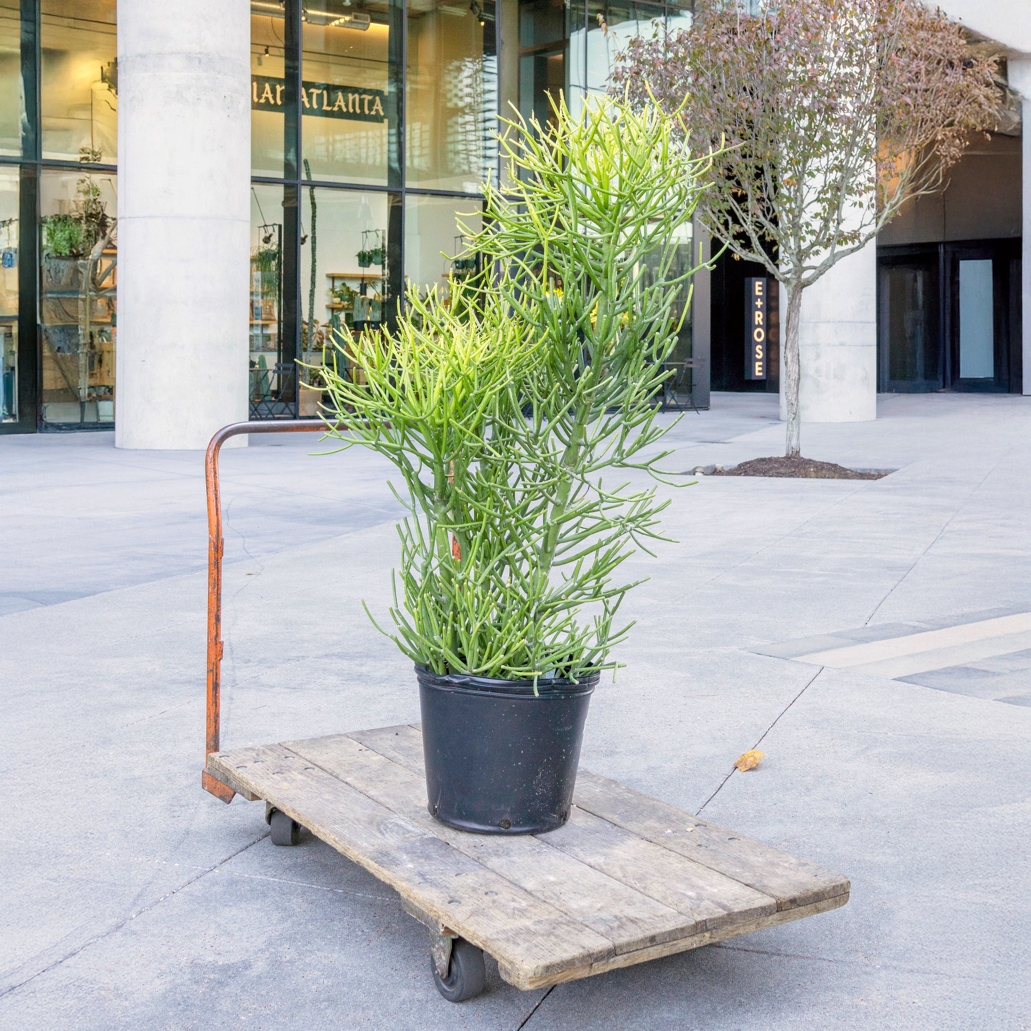 Euphorbia tirucalli (Pencil Cactus)