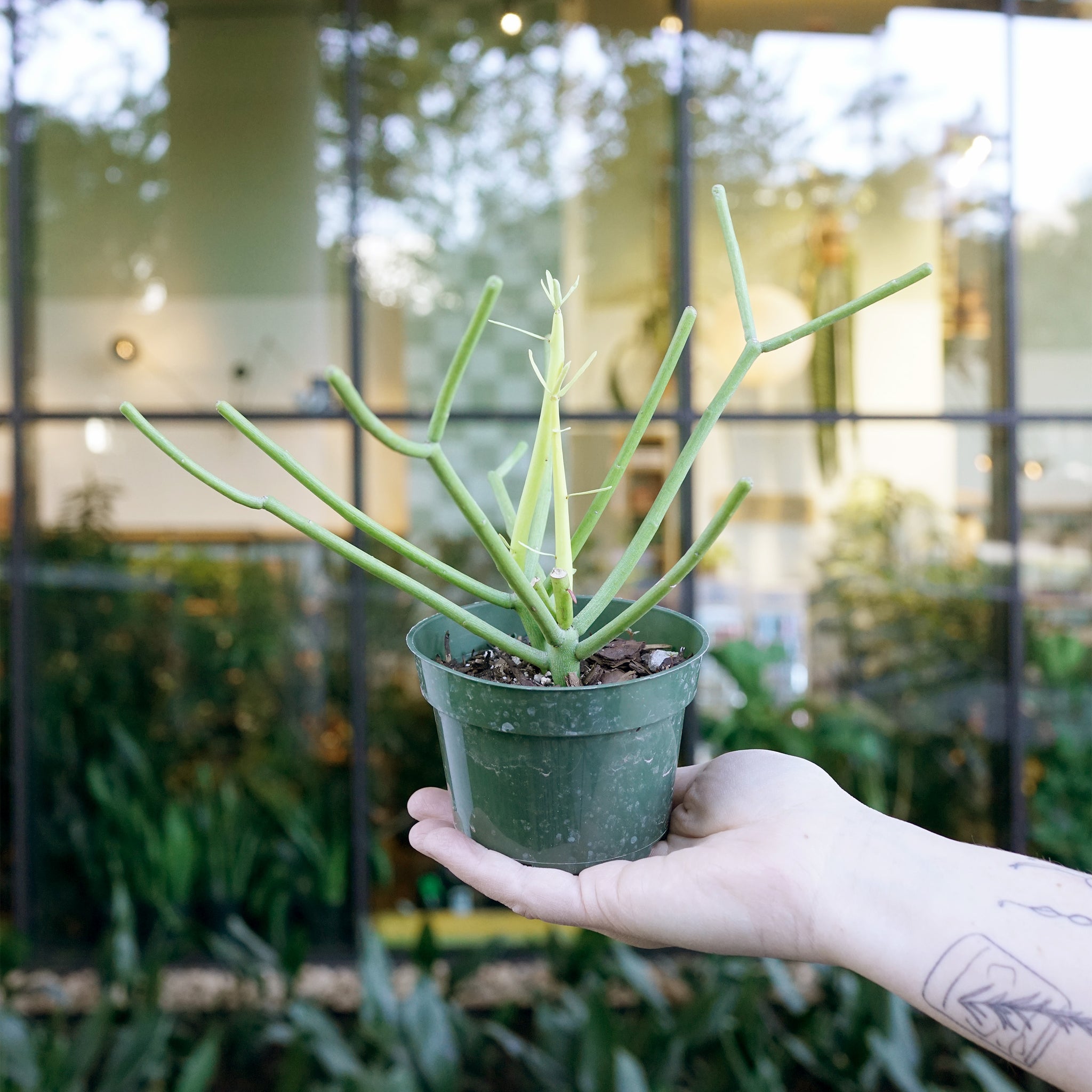 artificial pencil cactus Euphorbia tirucalli (Pencil Cactus) – The Victorian Atlanta