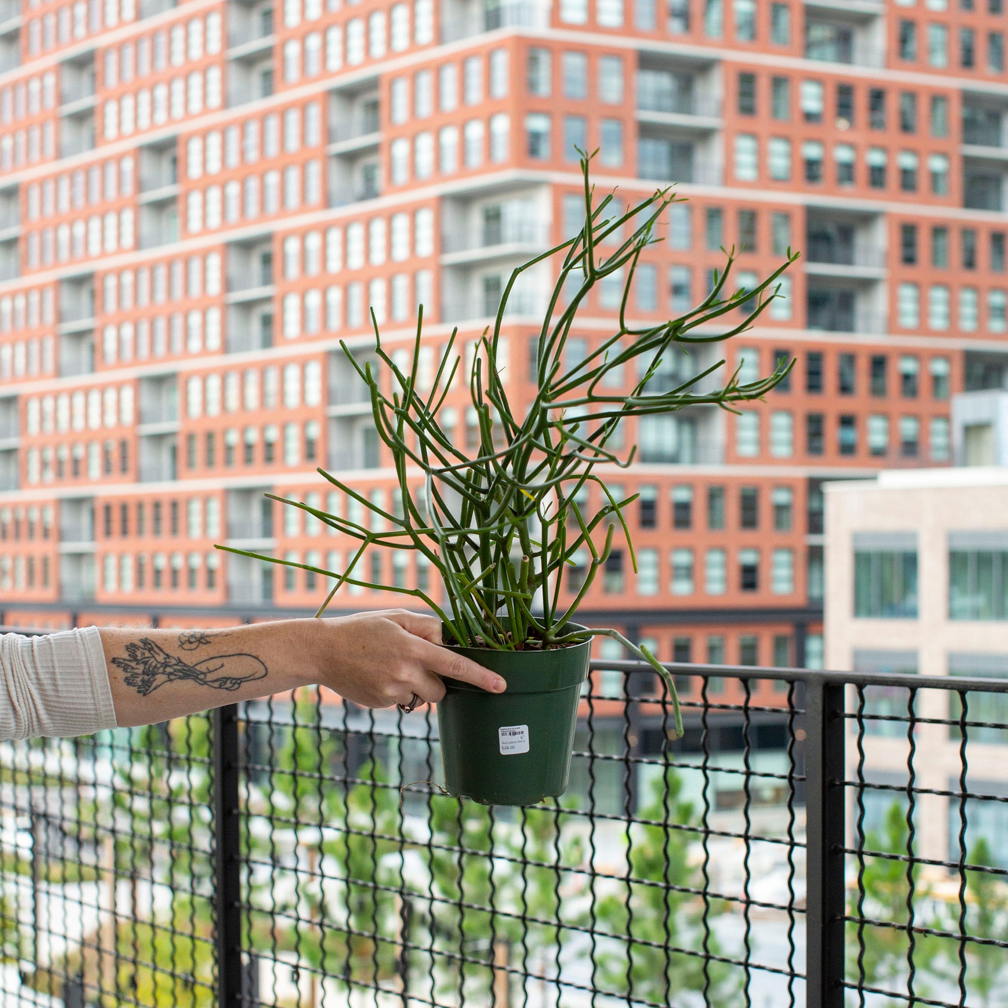 18616 pencil cactus dr Euphorbia tirucalli (Pencil Cactus) – The Victorian Atlanta