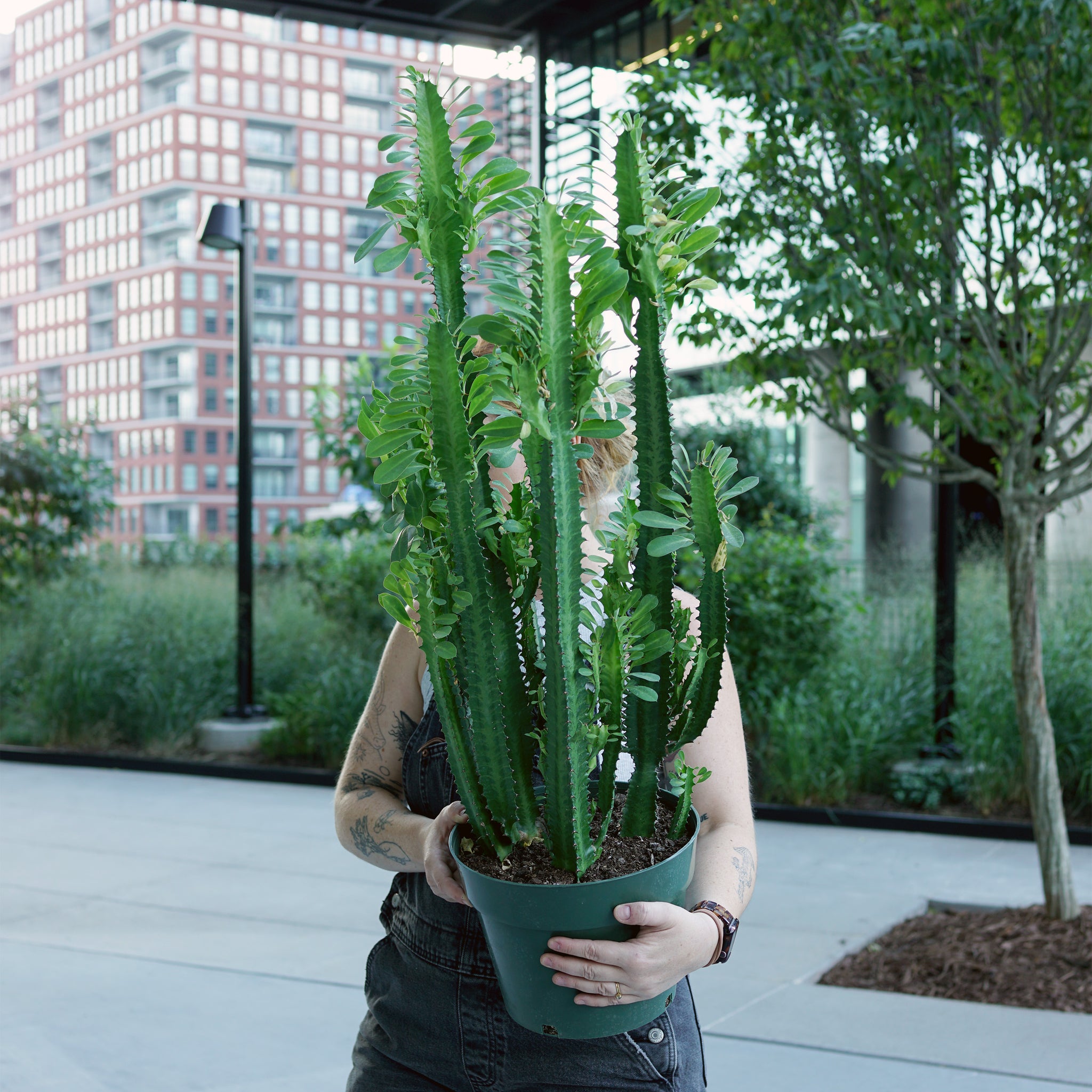 Euphorbia trigona