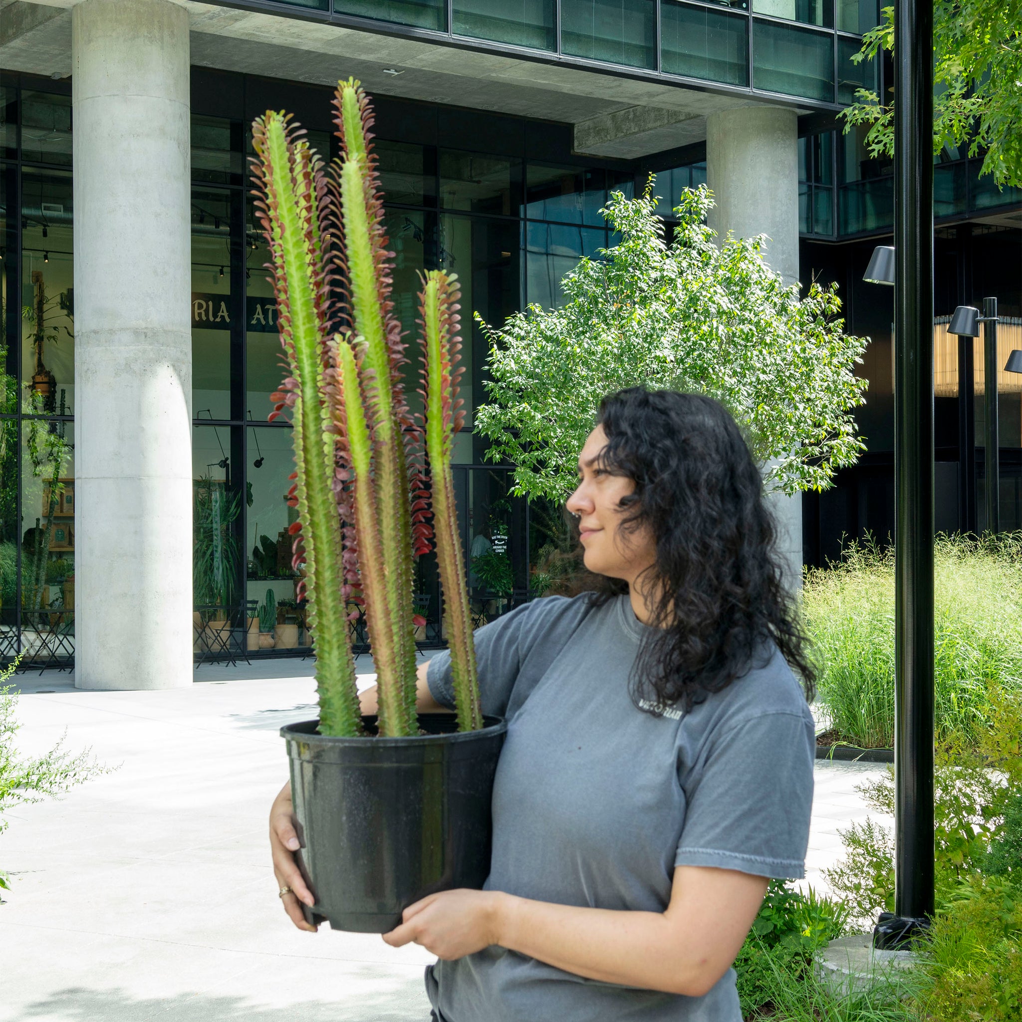 Euphorbia trigona