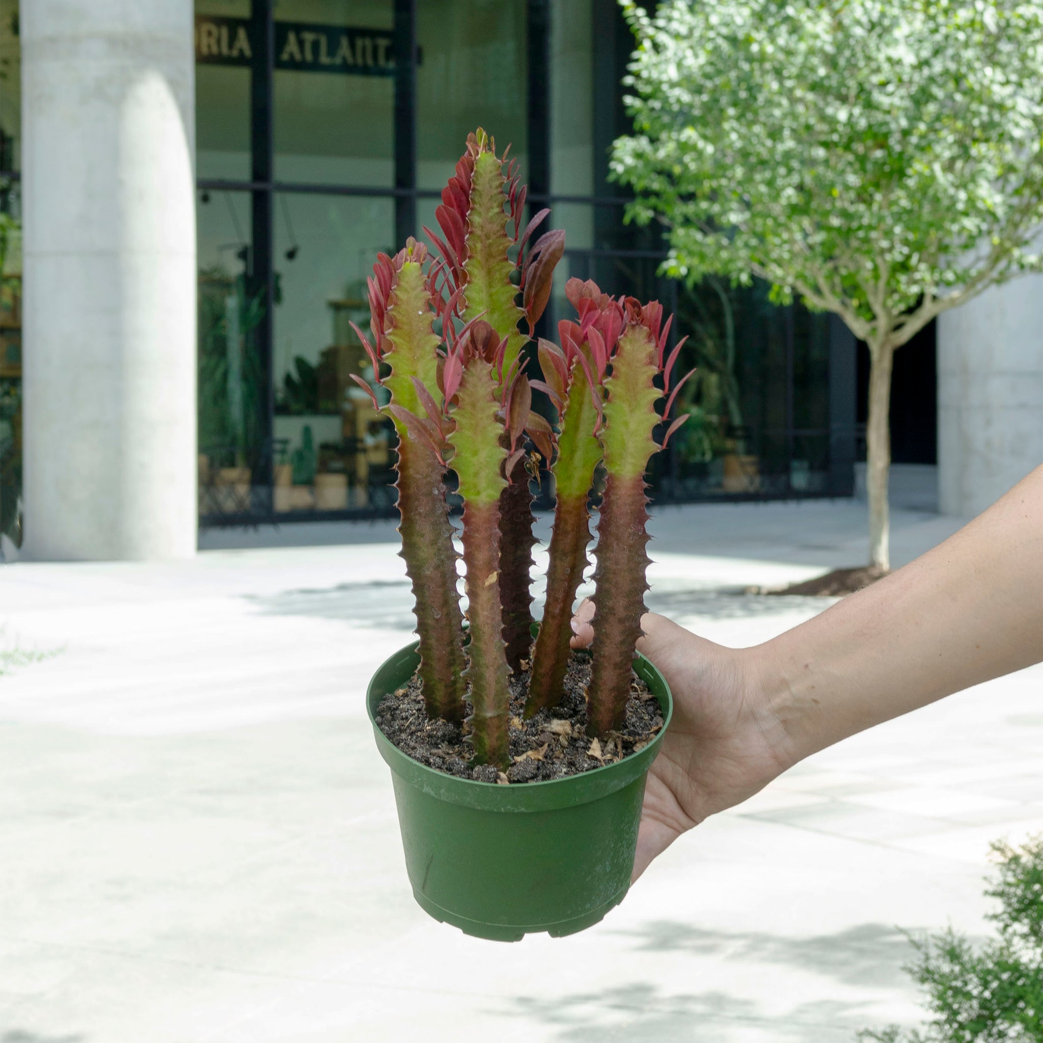 Euphorbia trigona