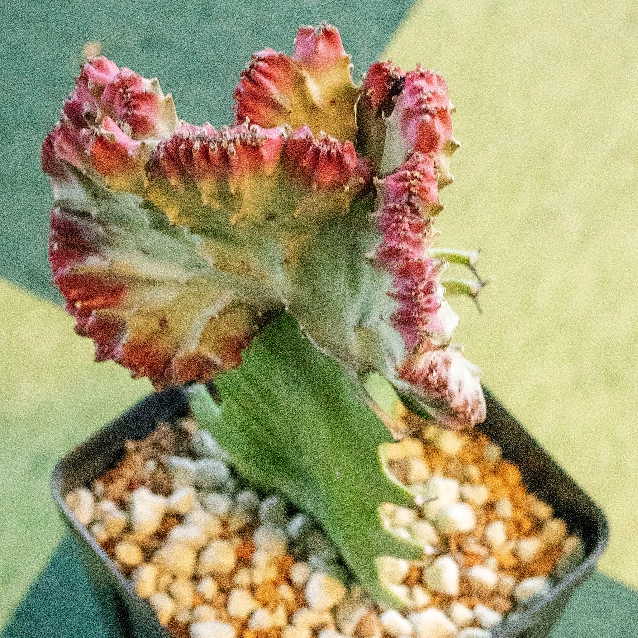 Euphorbia lactea cristata 'White Ghost'