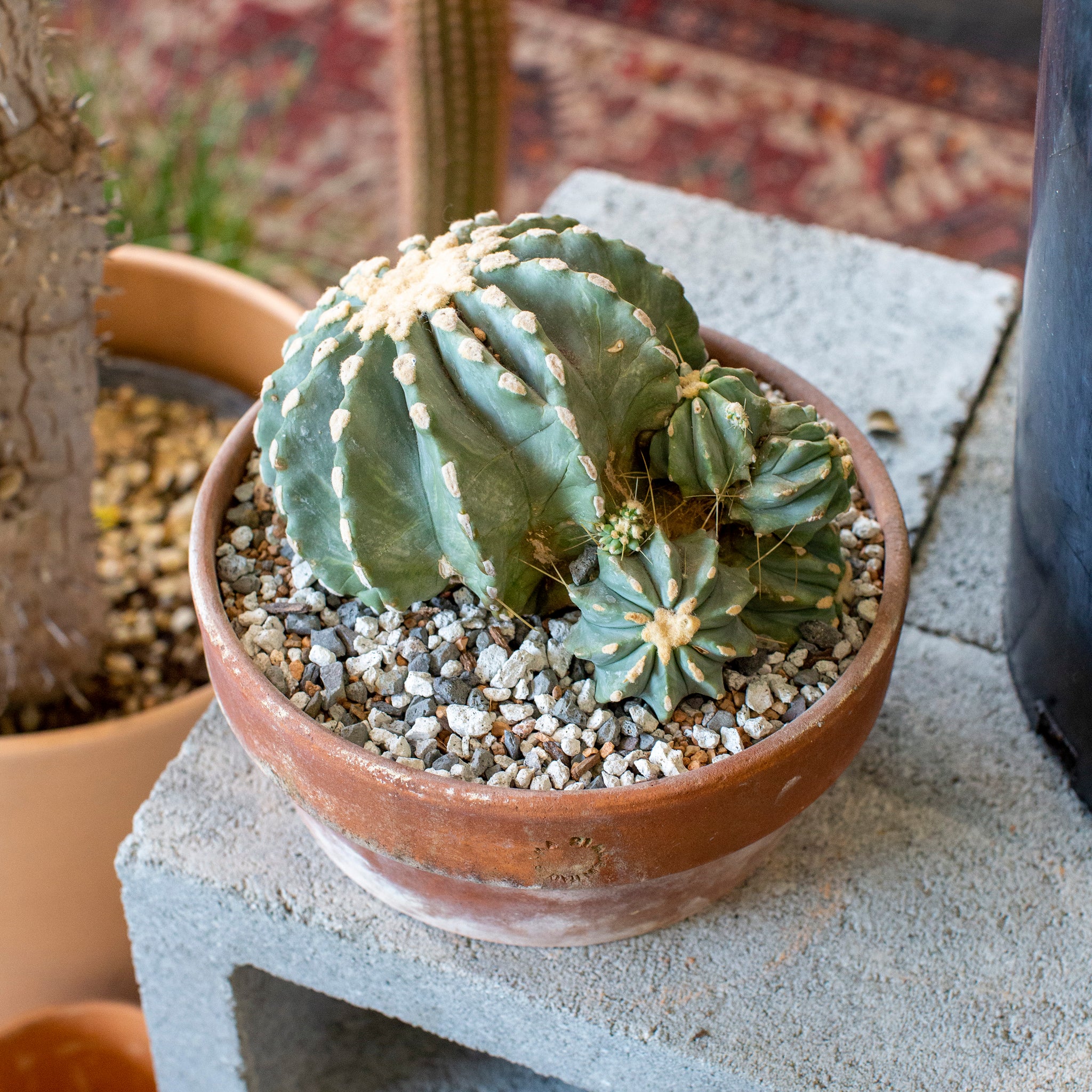 Ferocactus glaucescens f. inermis