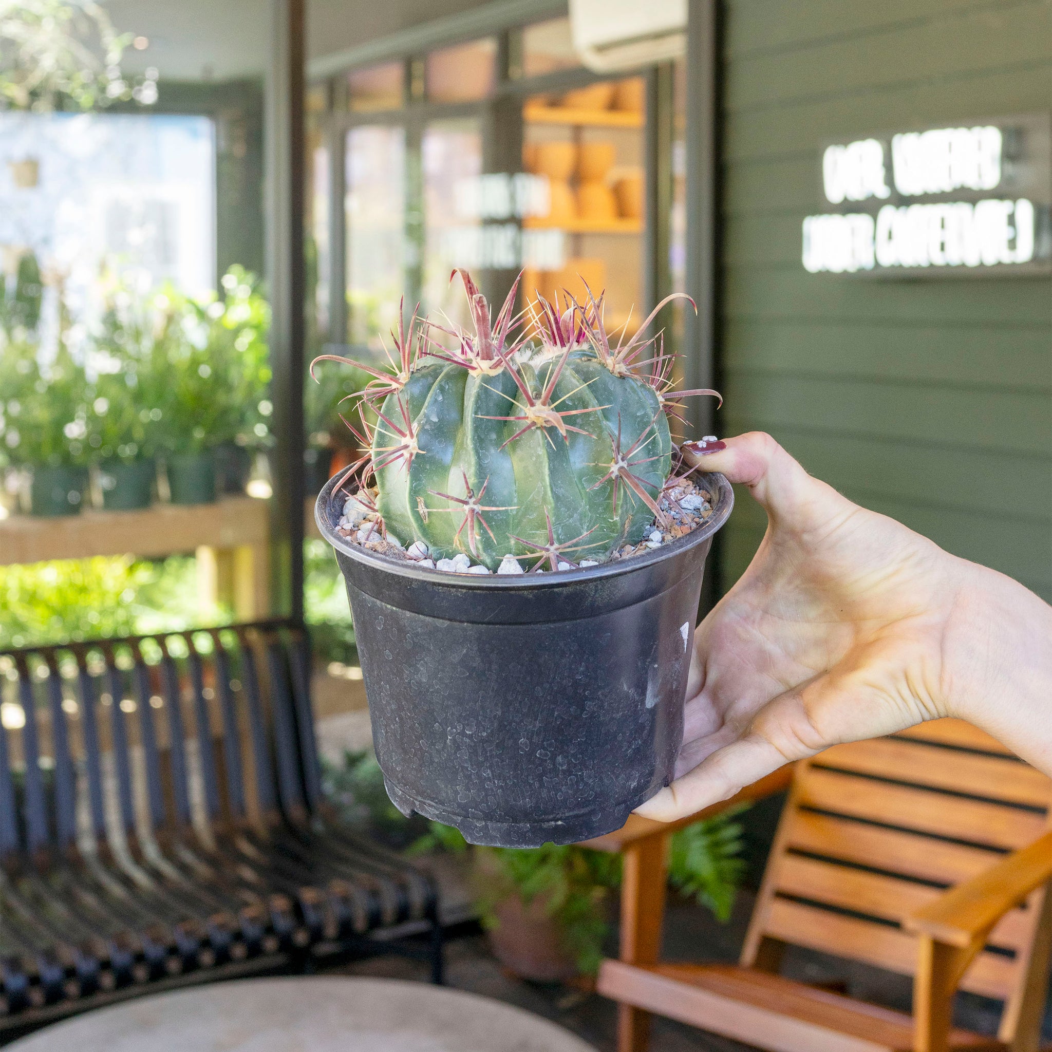 Ferocactus latispinus