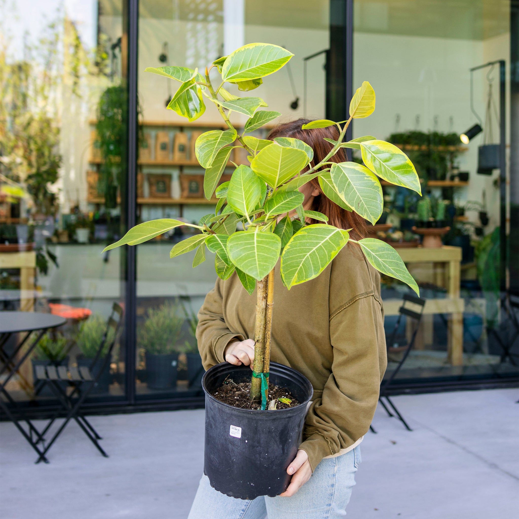 altissima ficus Ficus altissima 'Golden Gem'