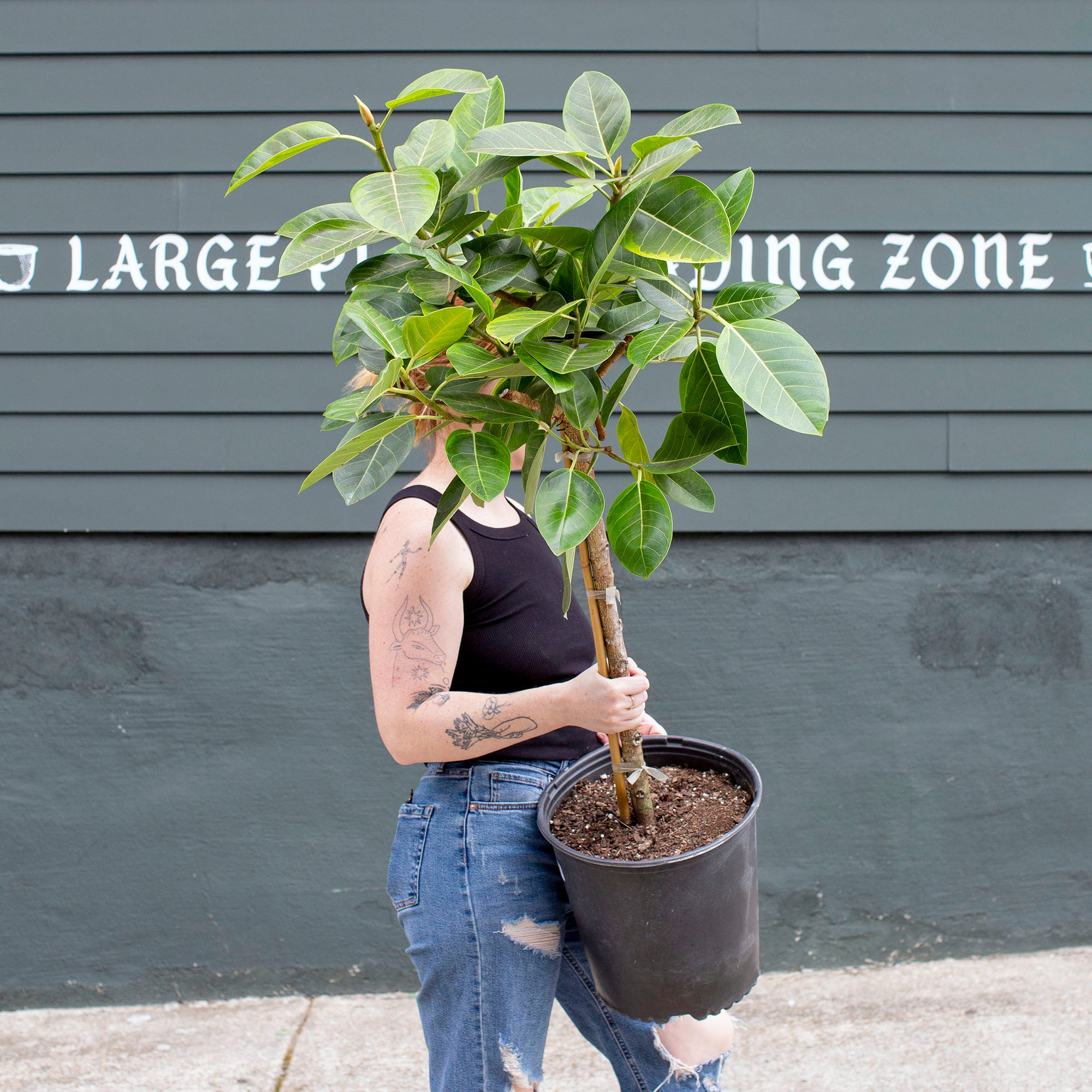 large ficus altissima tree Ficus altissima 'Golden Gem'