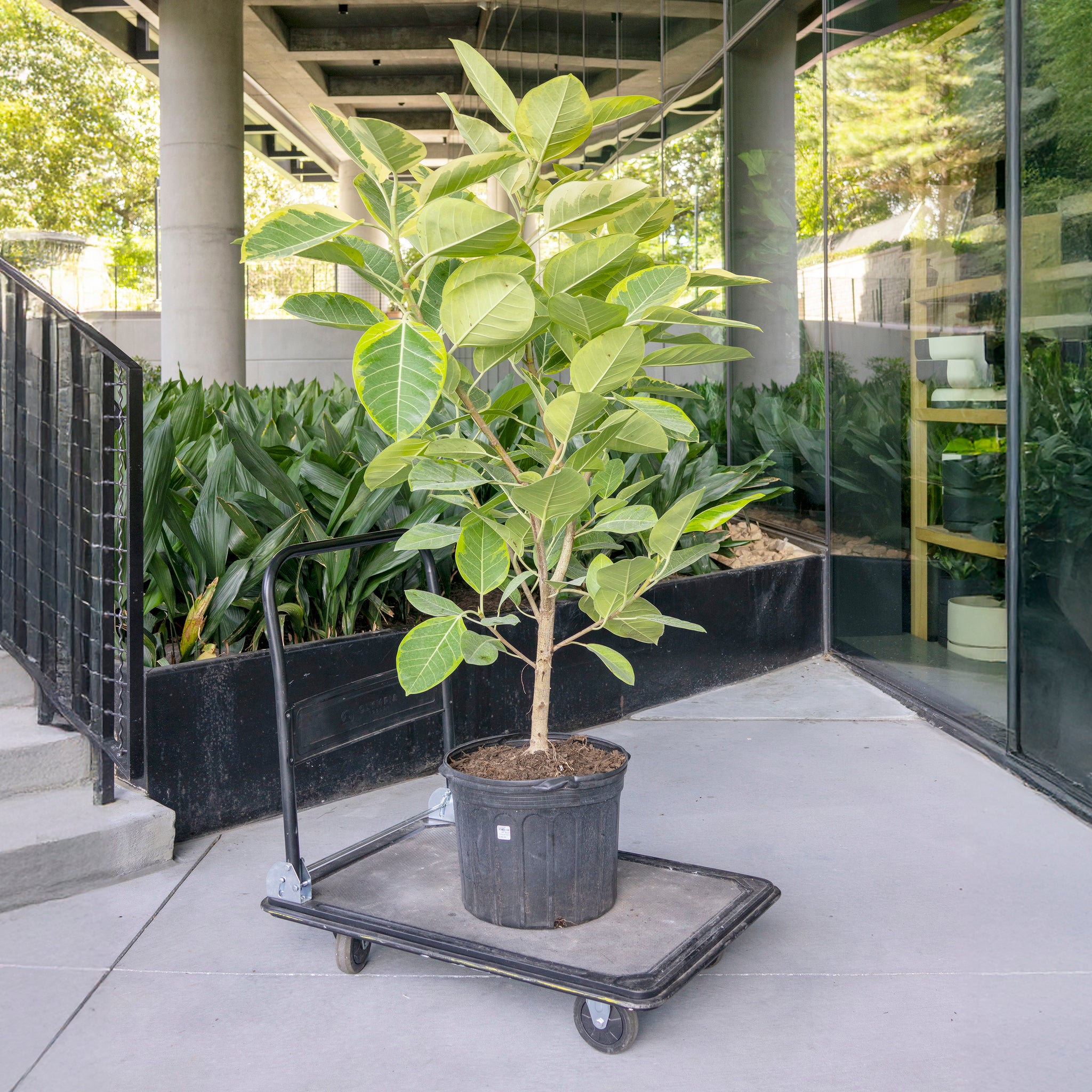 Ficus altissima 'Golden Gem'