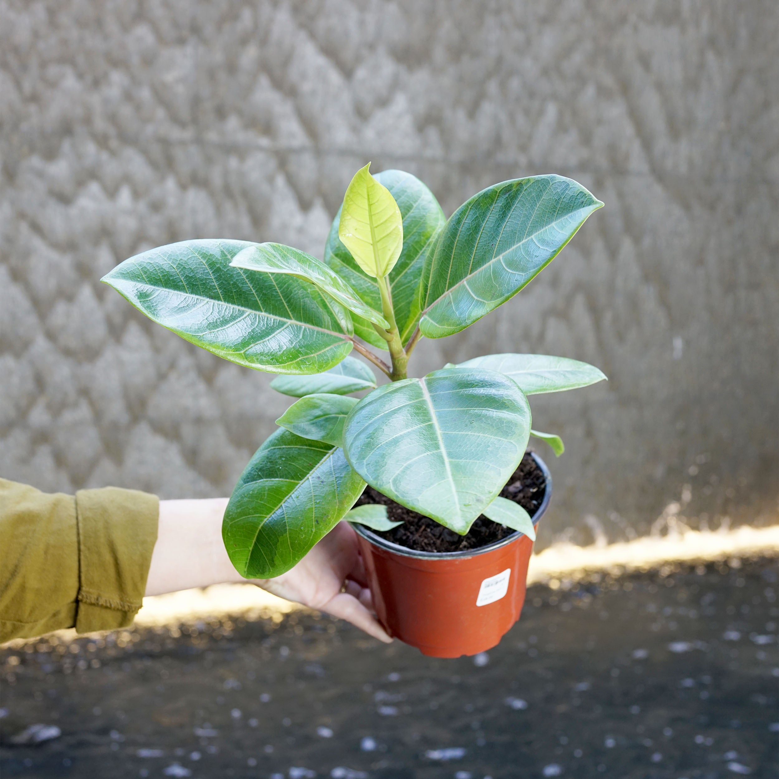 Ficus altissima 'Golden Gem' – The Victorian Atlanta