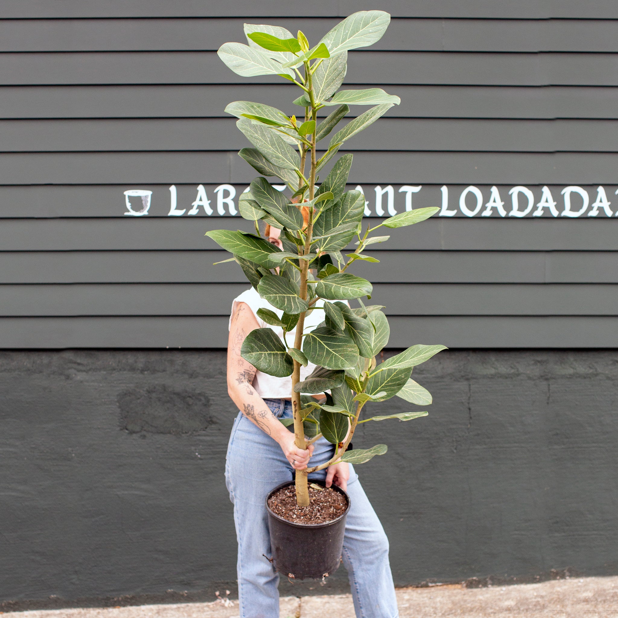 audrey ficus near me Ficus audrey – The Victorian Atlanta