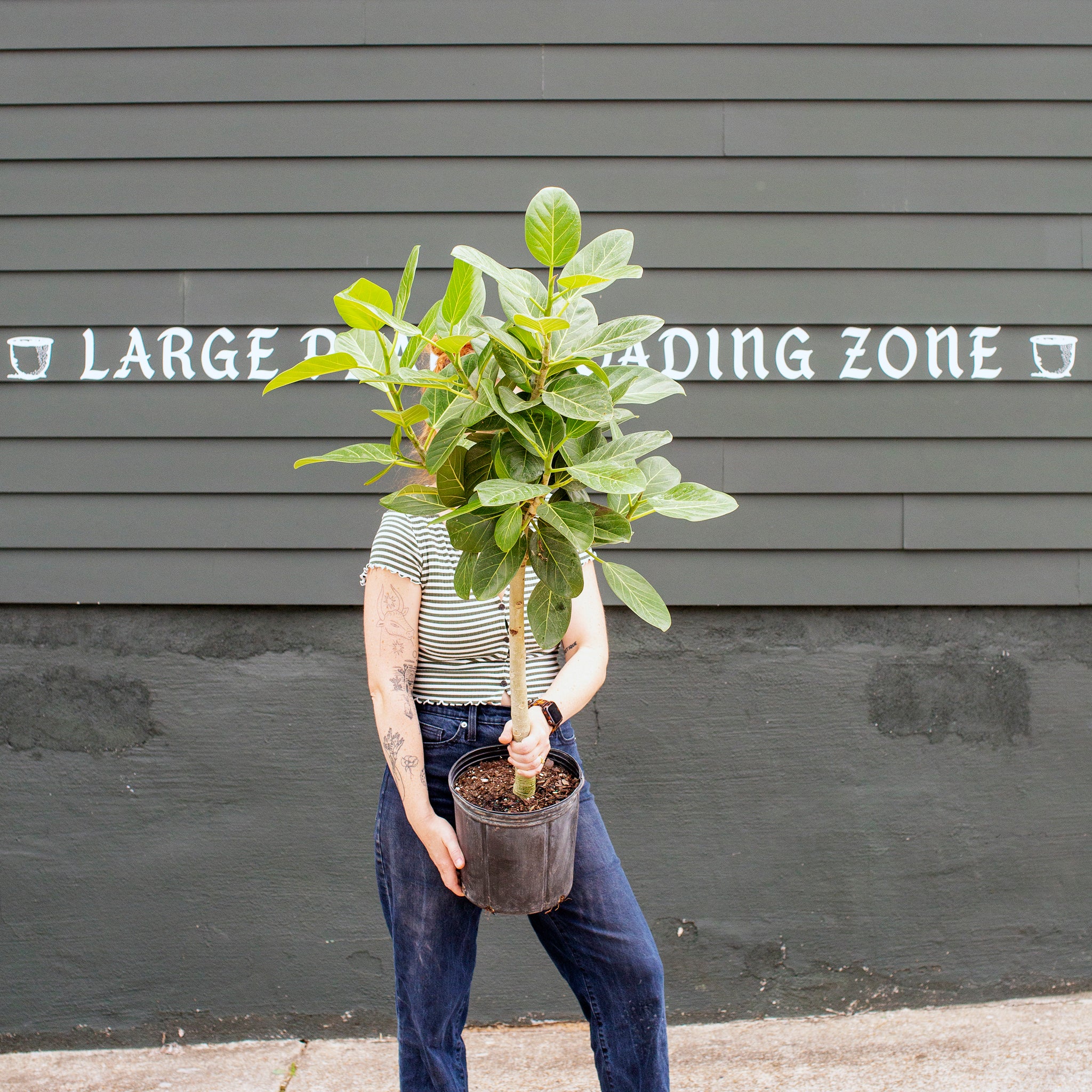 large ficus audrey tree Ficus audrey – The Victorian Atlanta
