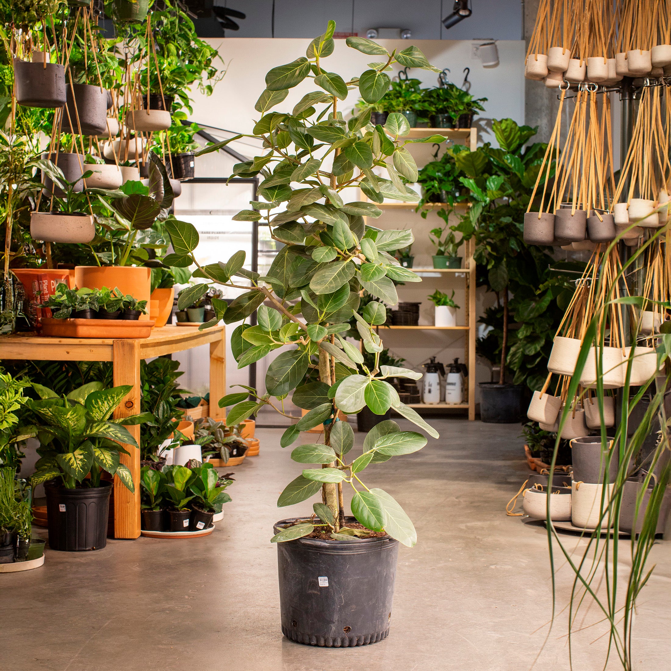 Ficus audrey – The Victorian Atlanta
