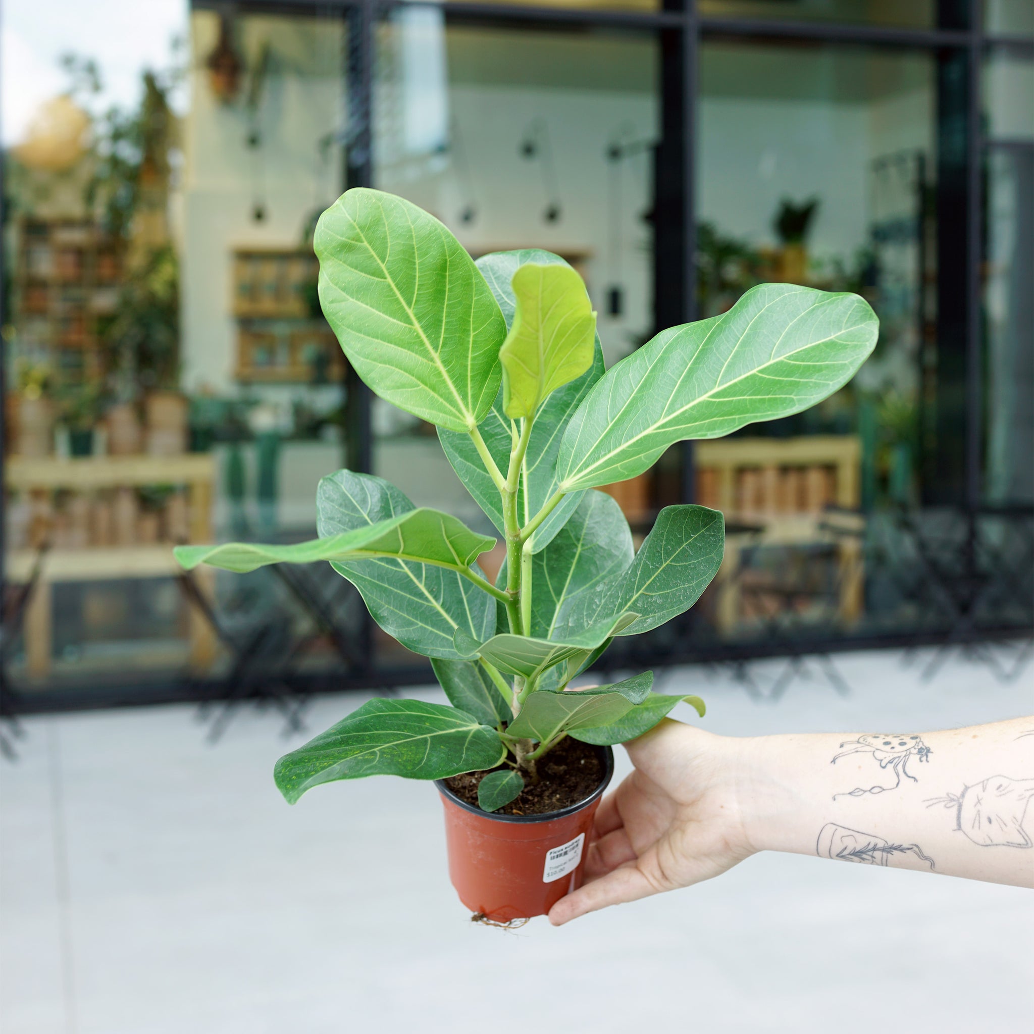 ficus.audrey Ficus audrey – The Victorian Atlanta