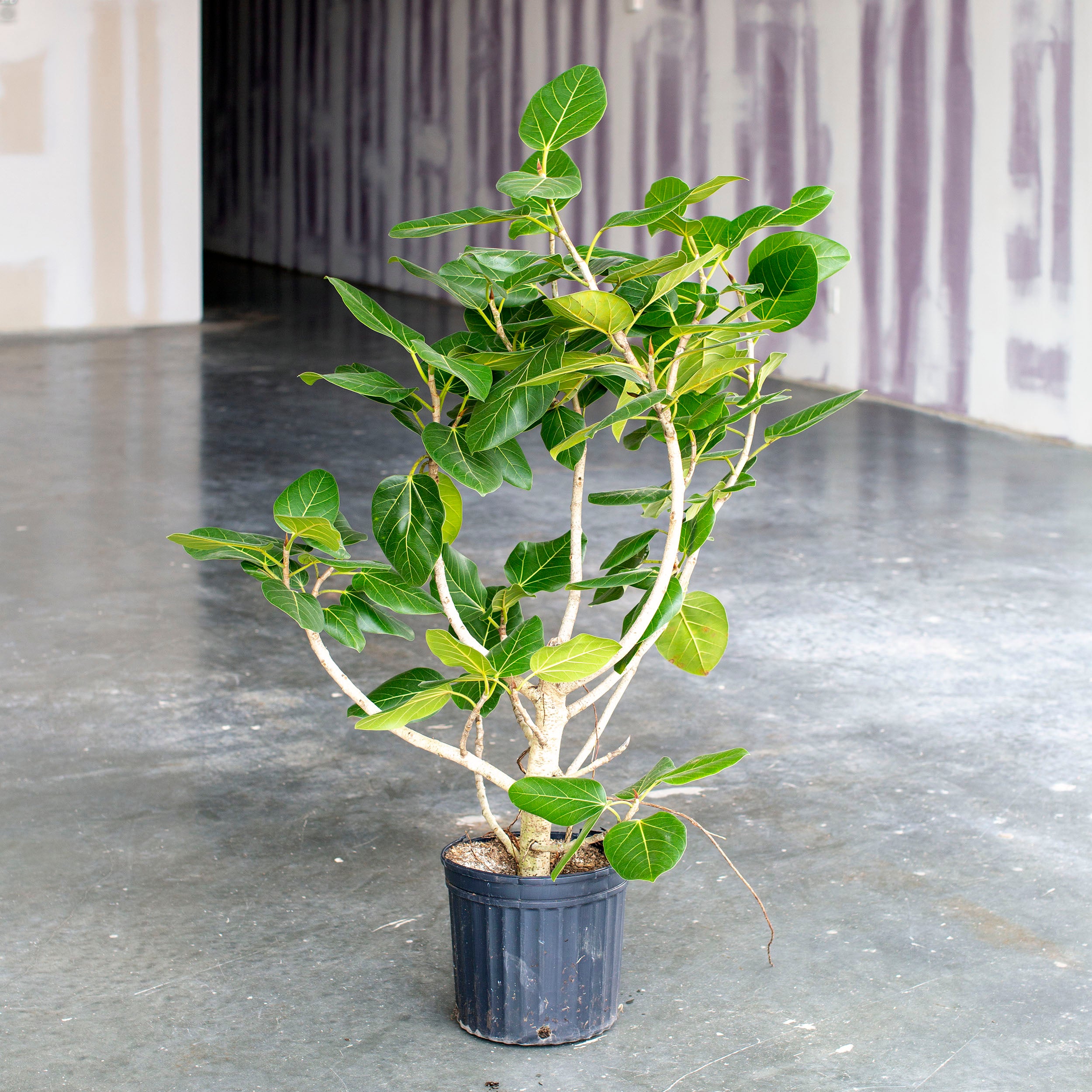 ficus audrey indoor Ficus audrey – The Victorian Atlanta