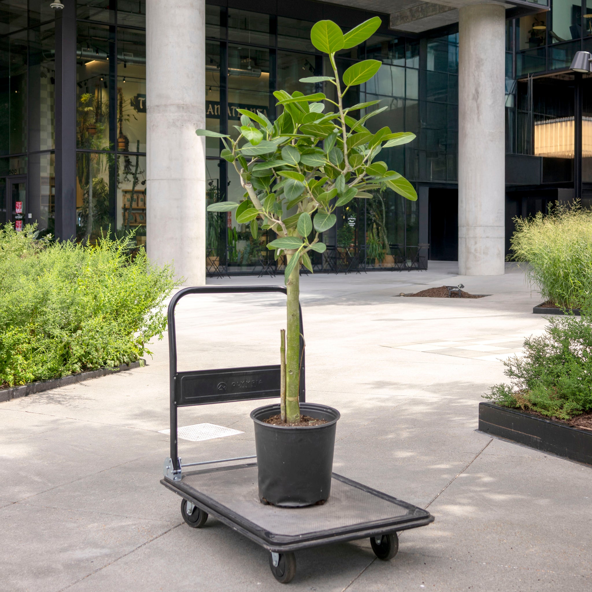 Ficus audrey